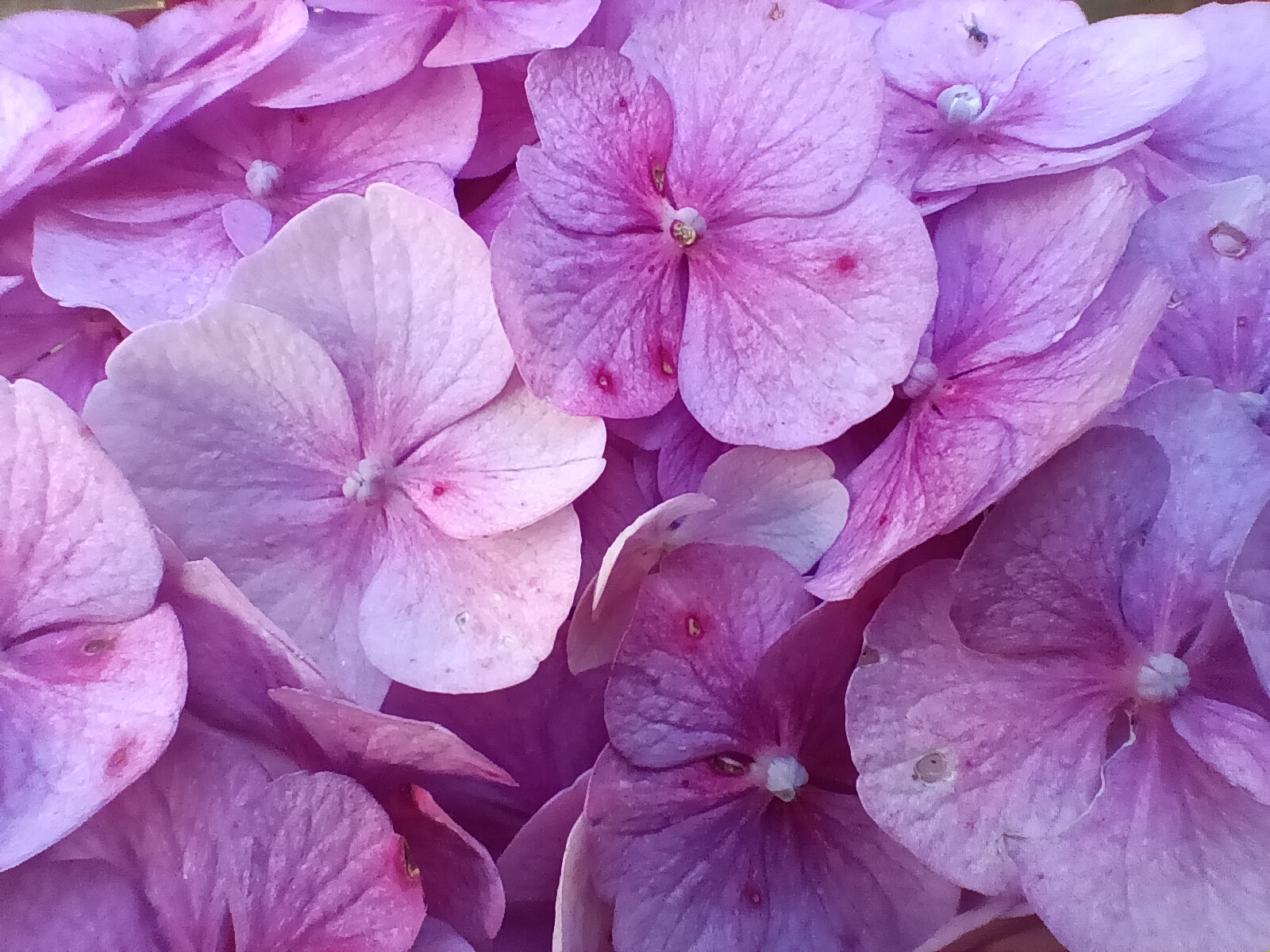 cluster of pink hydrangea