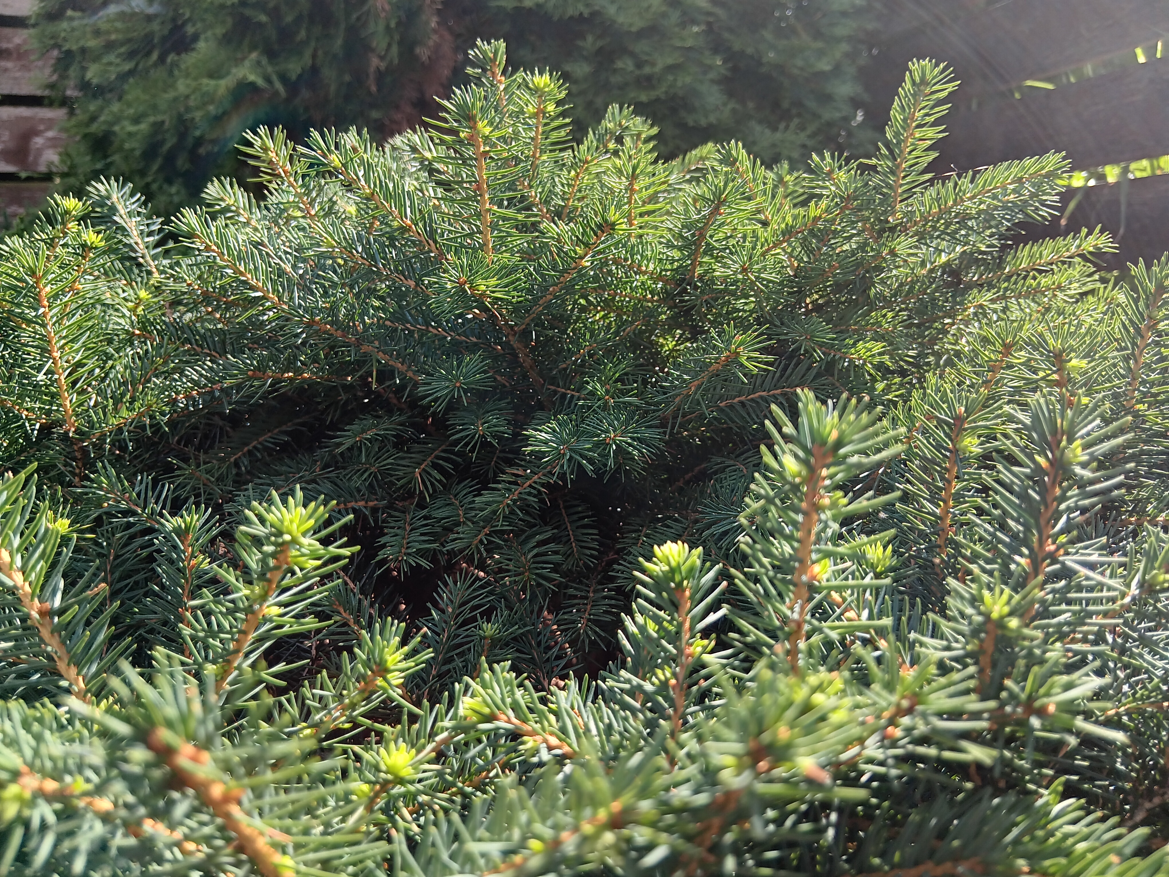 evergreen bushes in garden