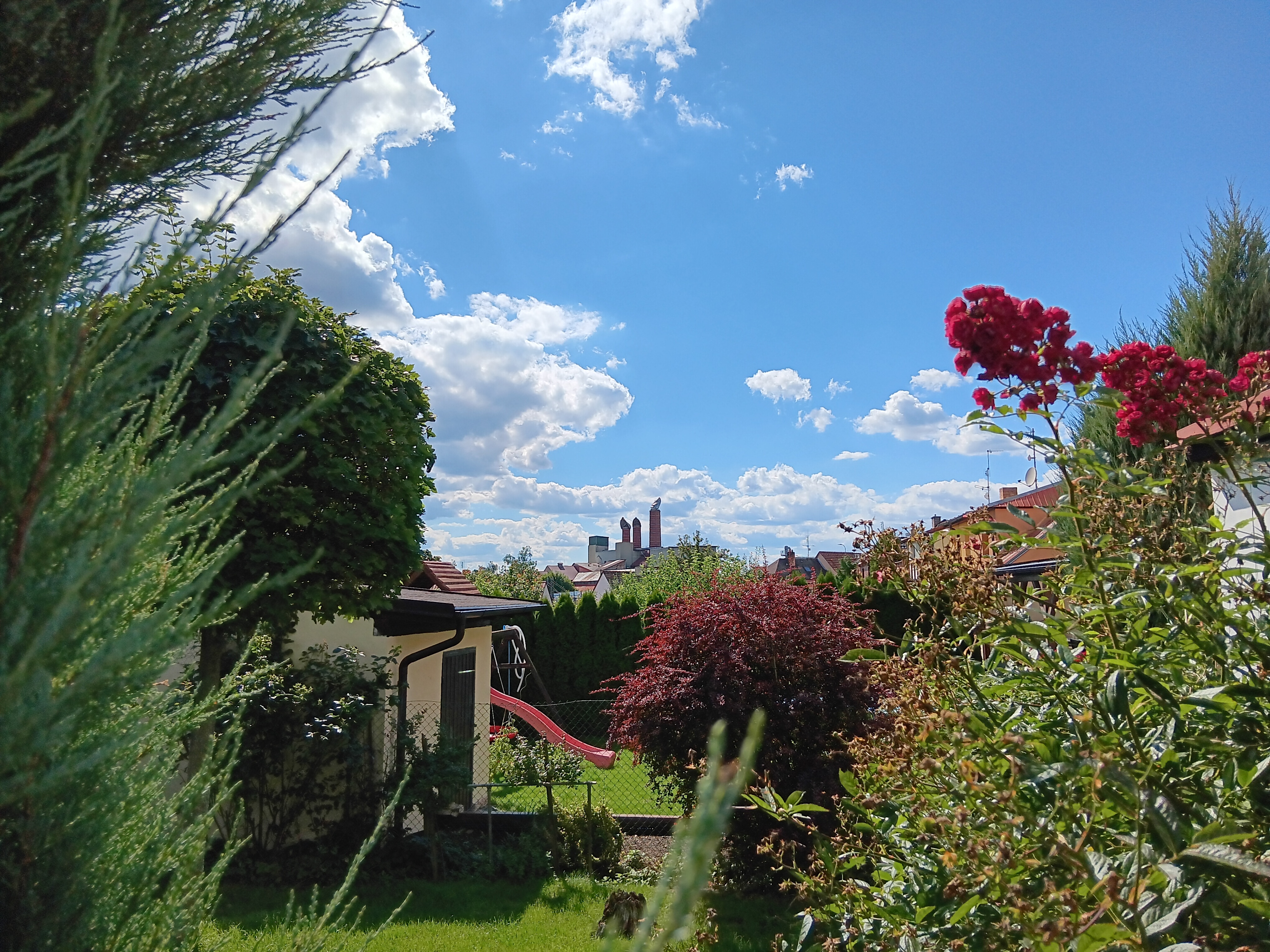 garden with blue sky