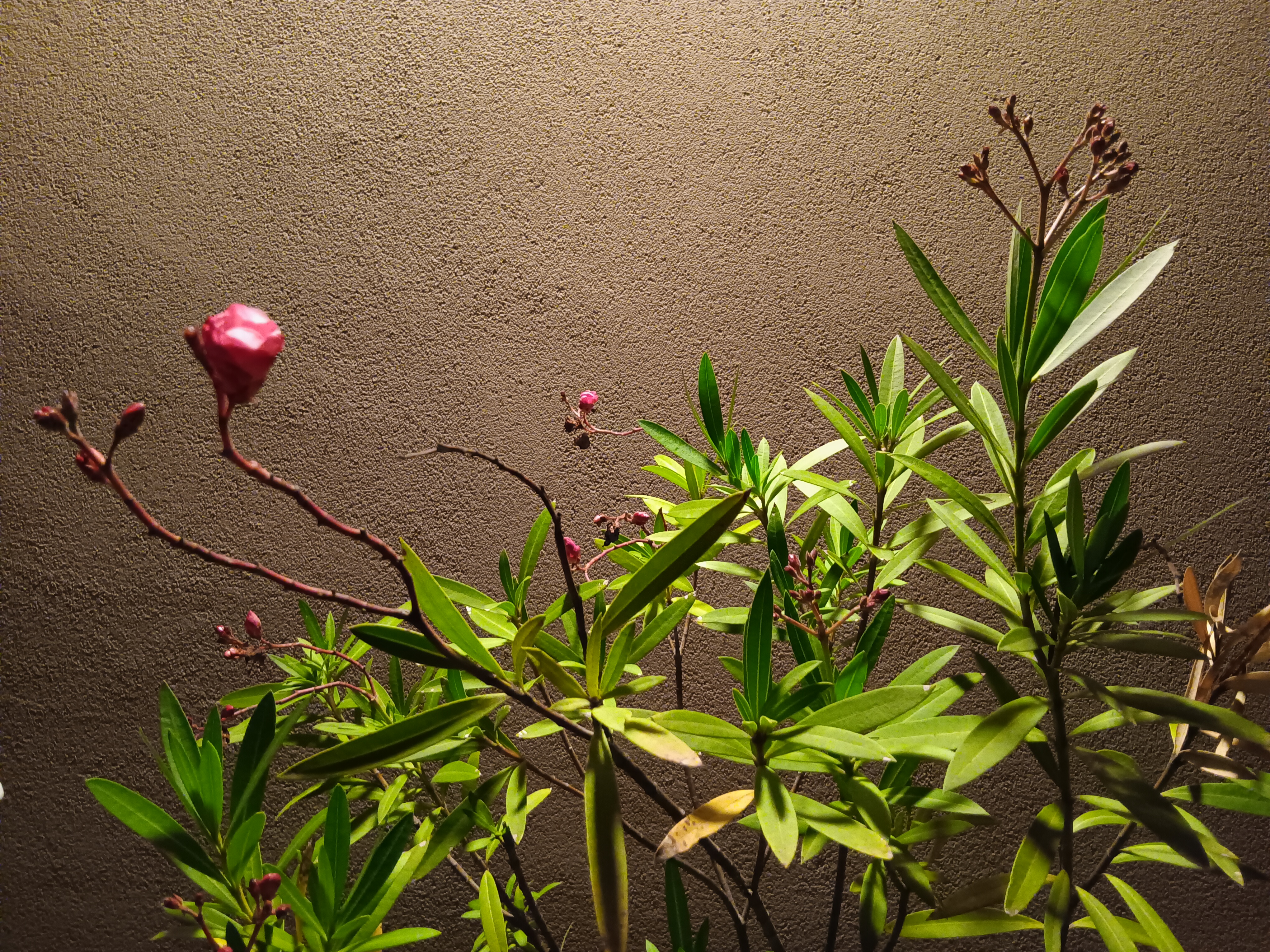 green plants against wall