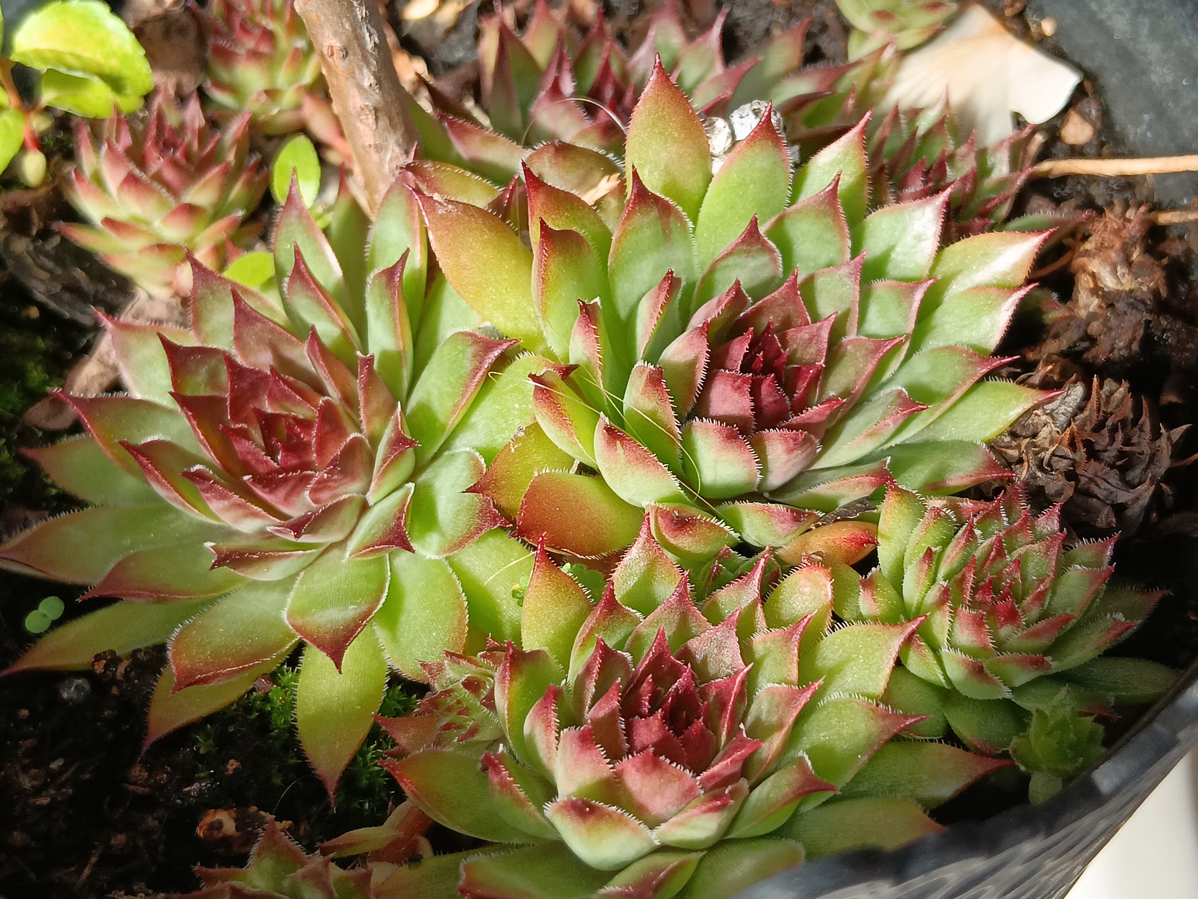 green red succulent plants