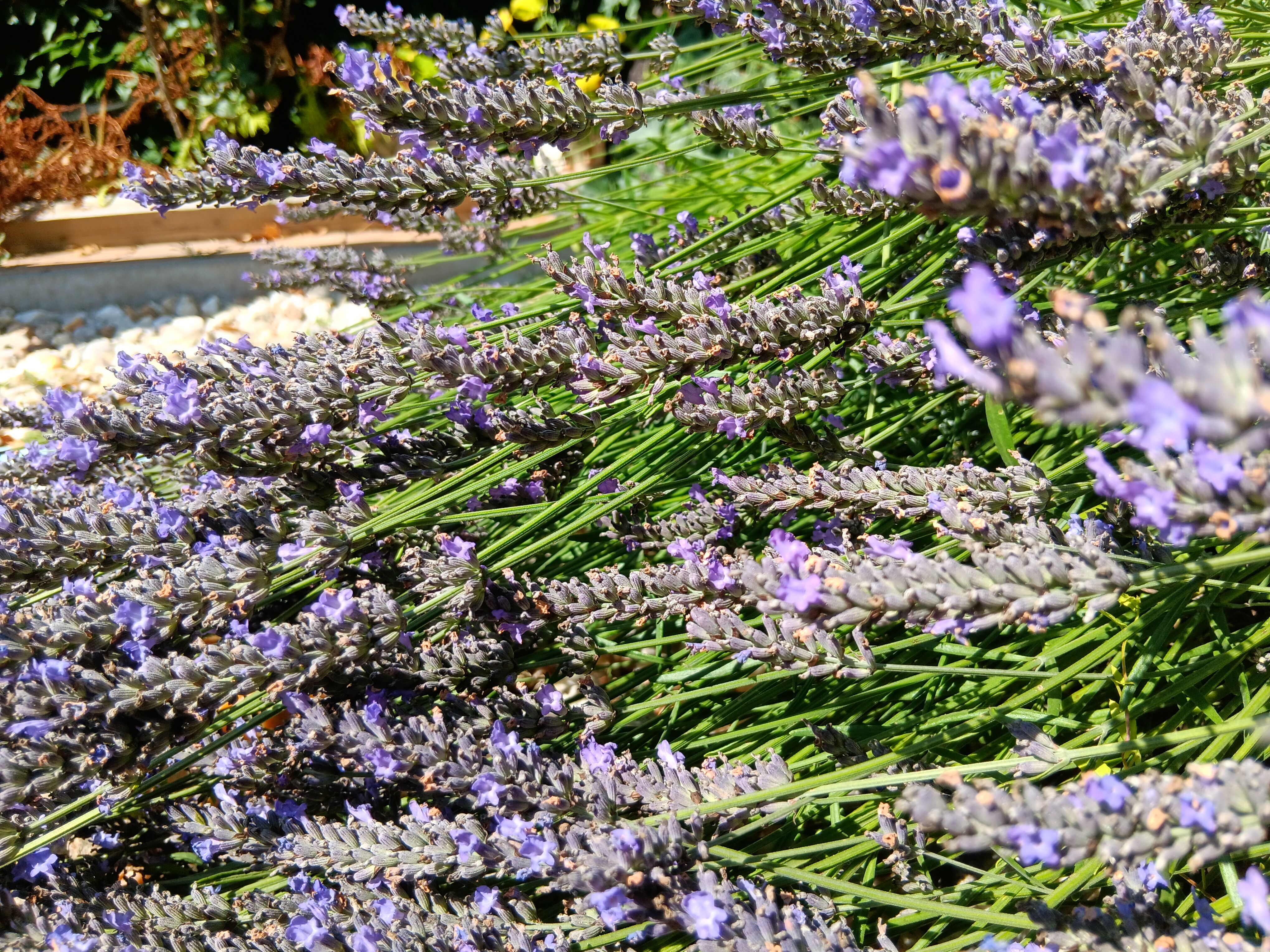 lavender blooms closeup