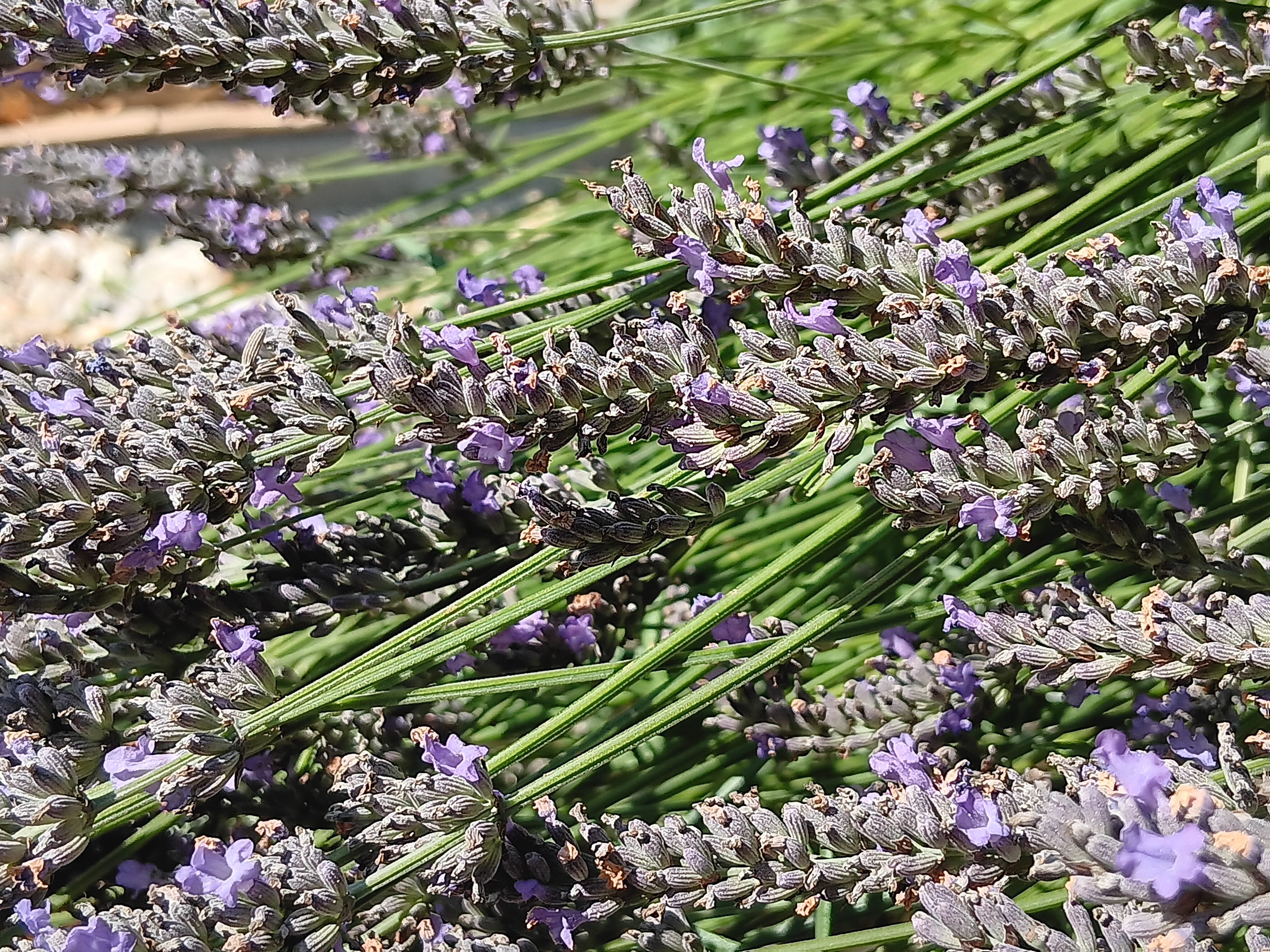 lavender flowers and greenery