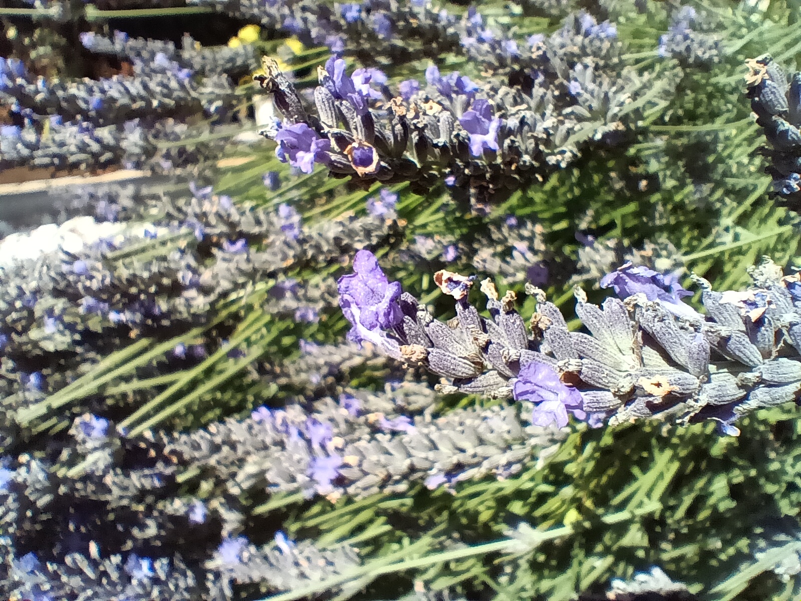 lavender flowers in garden