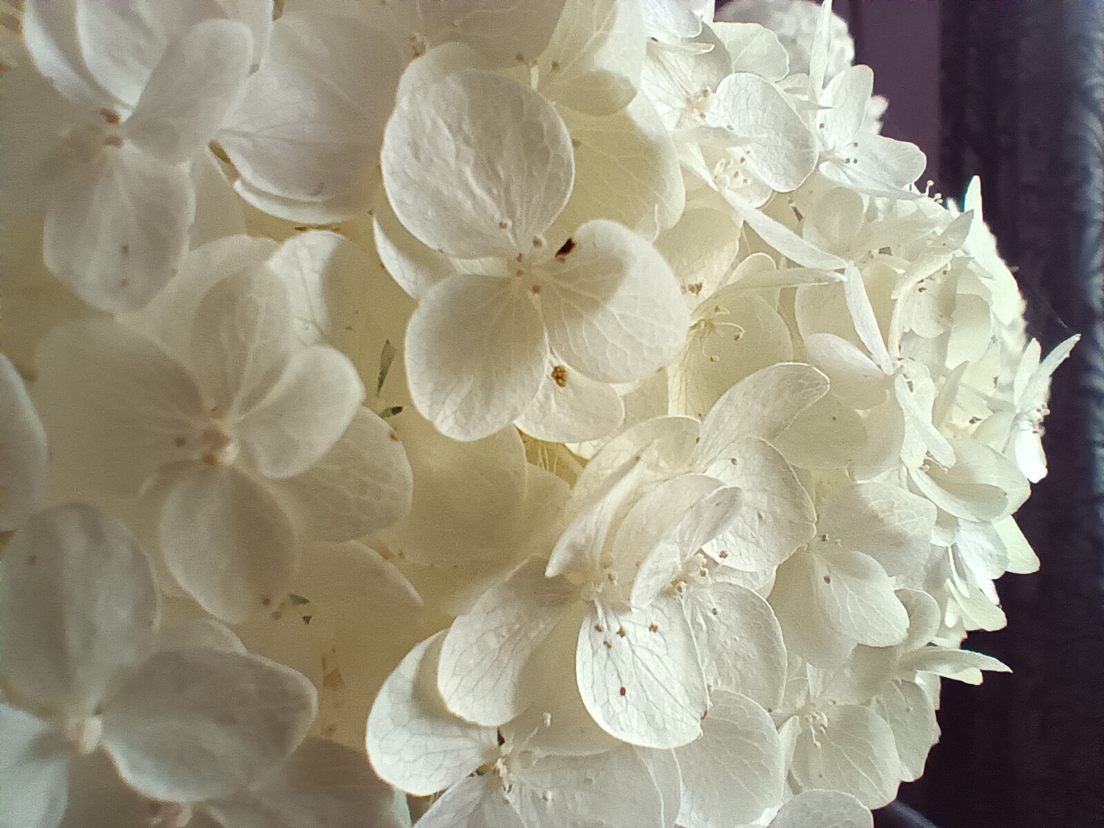 macro white hydrangea