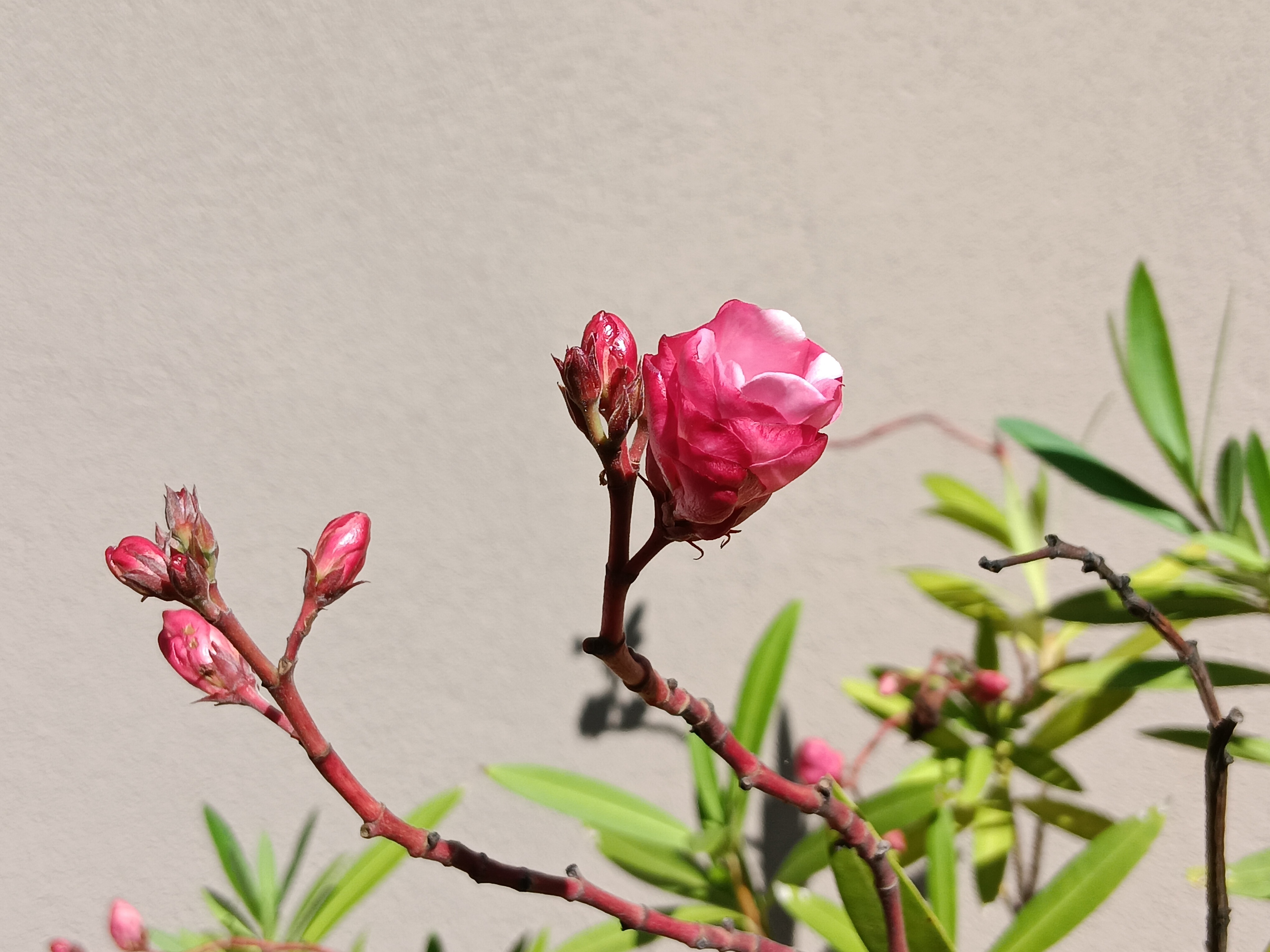 pink flower buds closeup