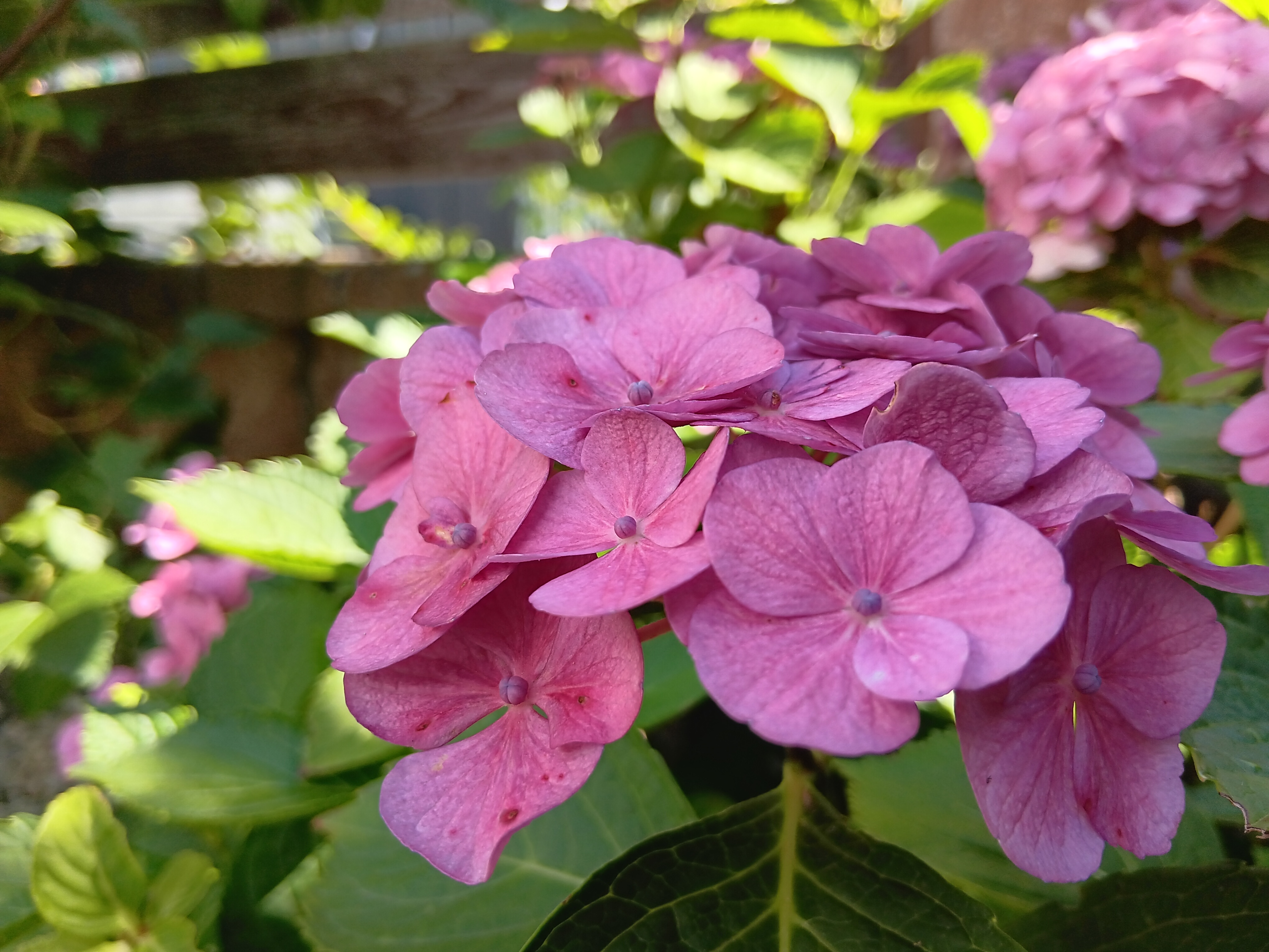 pink hydrangea flowers