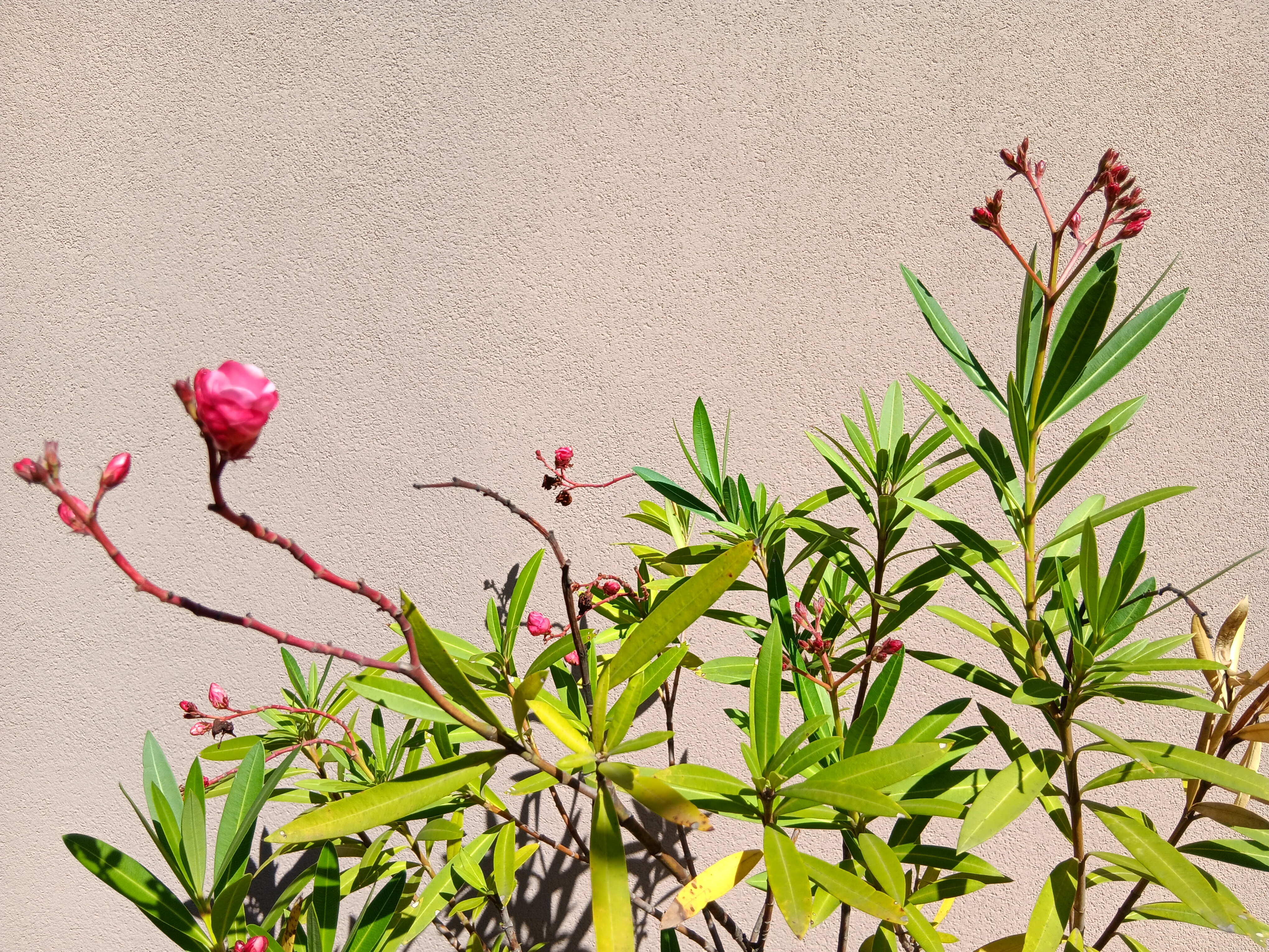 plant with pink buds