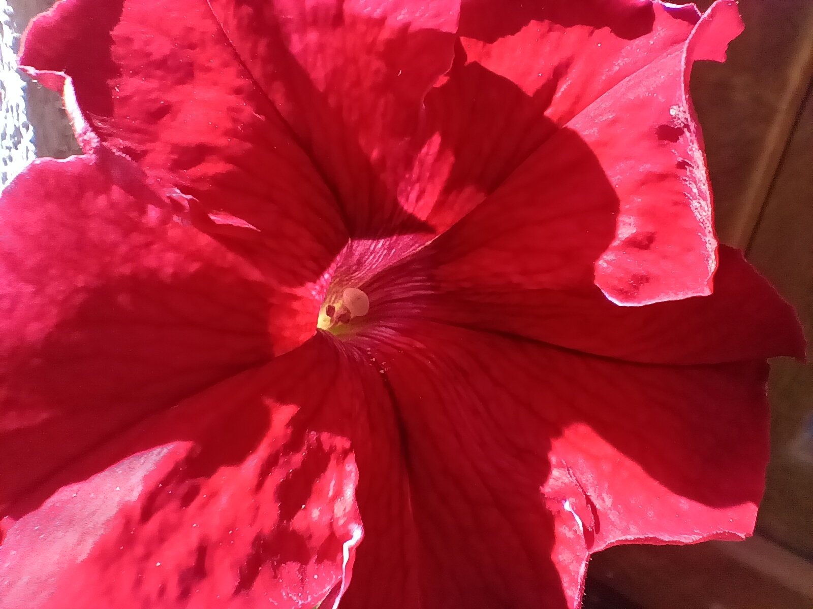 red flower closeup