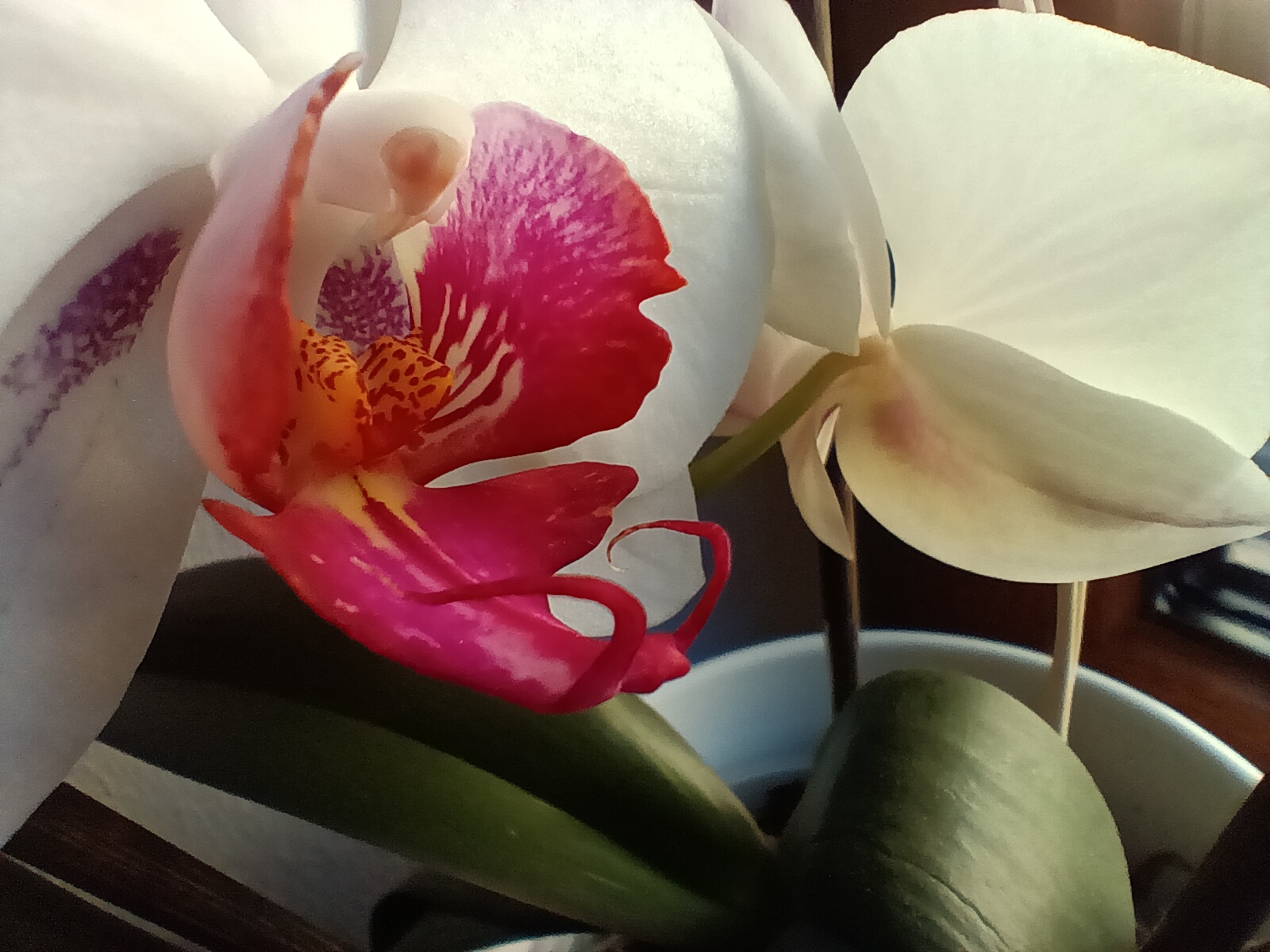 white pink orchid bloom