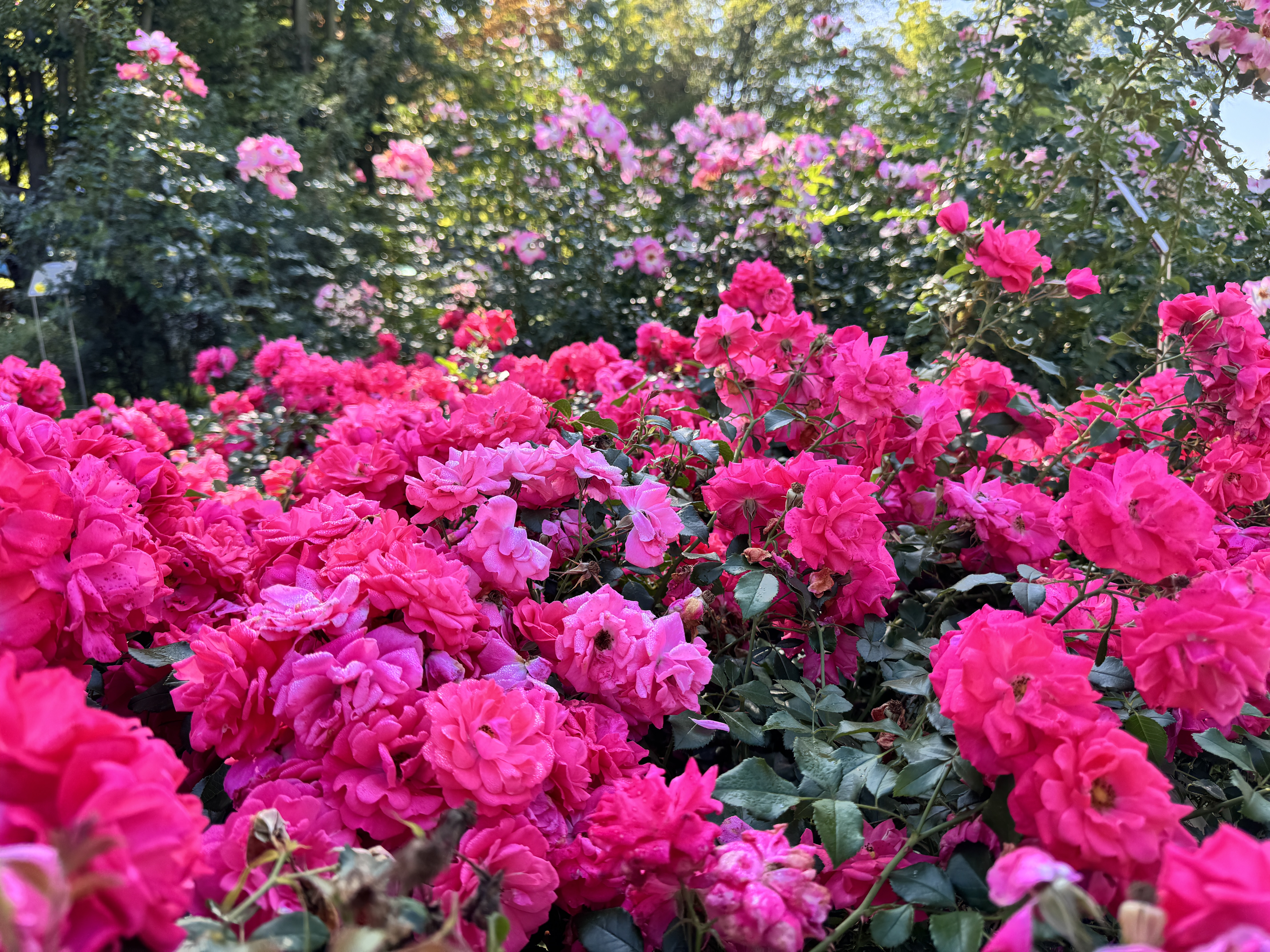 Foto iPhone 15 Pro Olomouc 13 Foto iPhone 15 Pro Olomouc 13