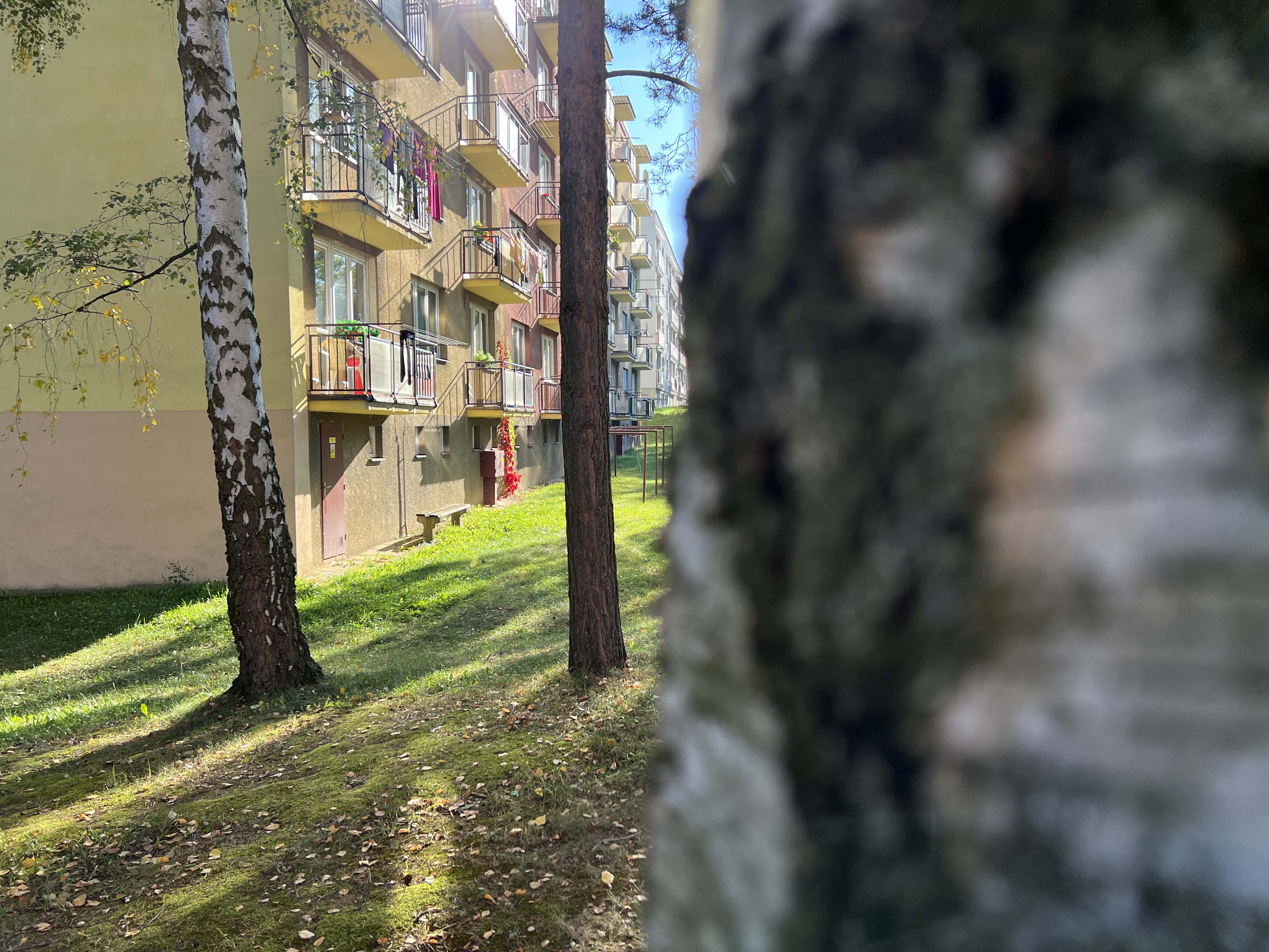 apartment buildings trees sunlit