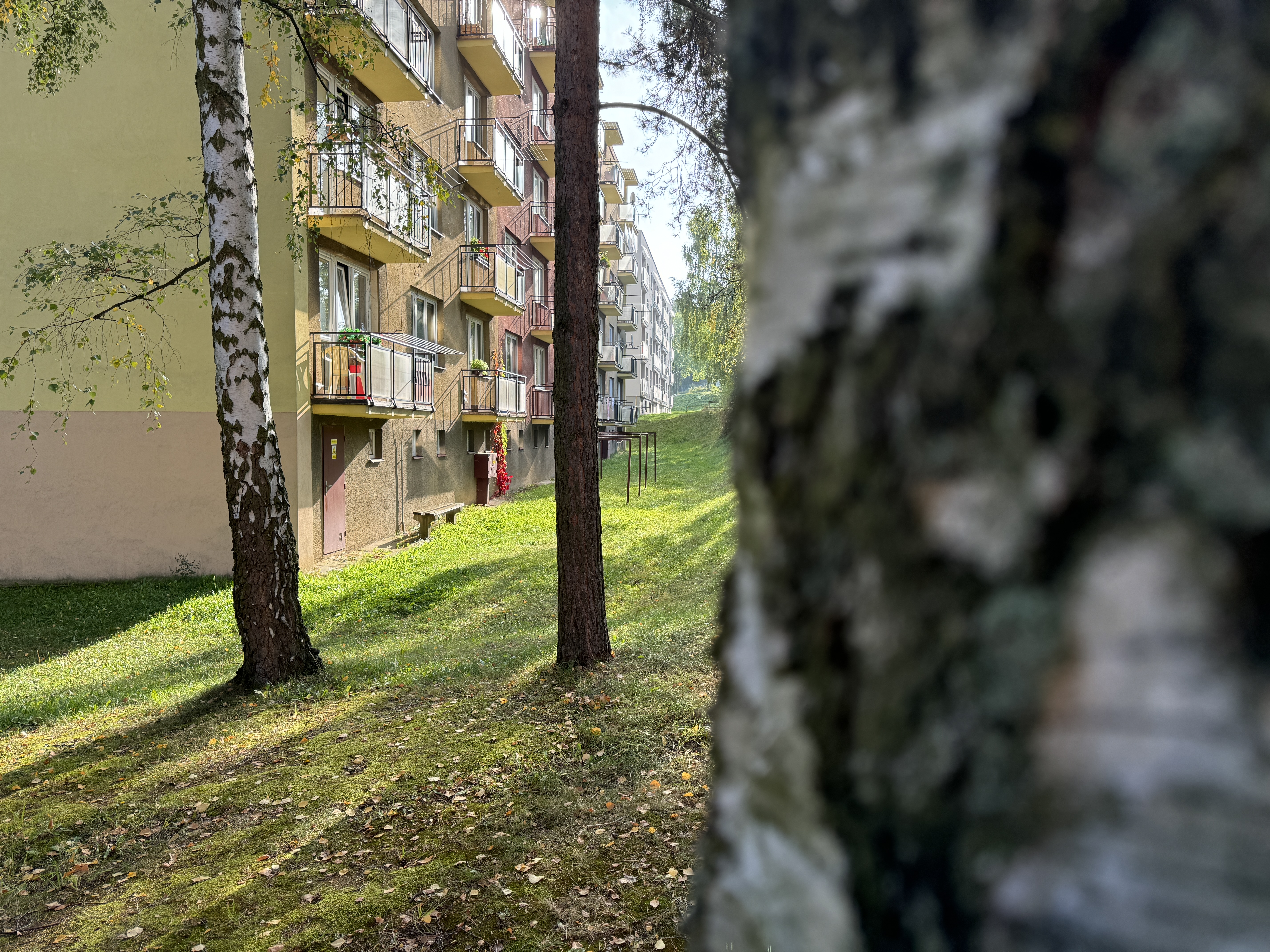 apartment view through trees