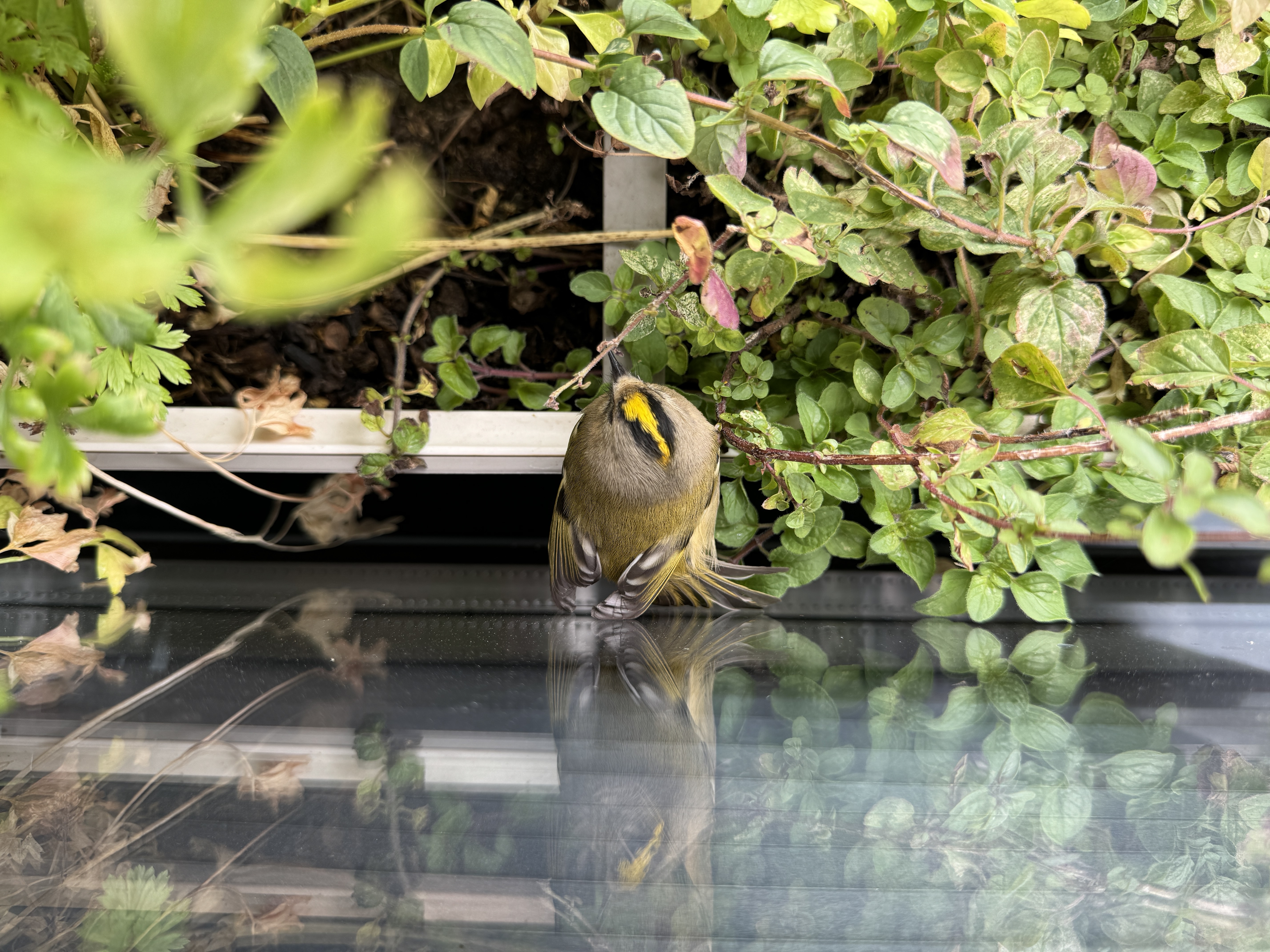 bird in garden plants