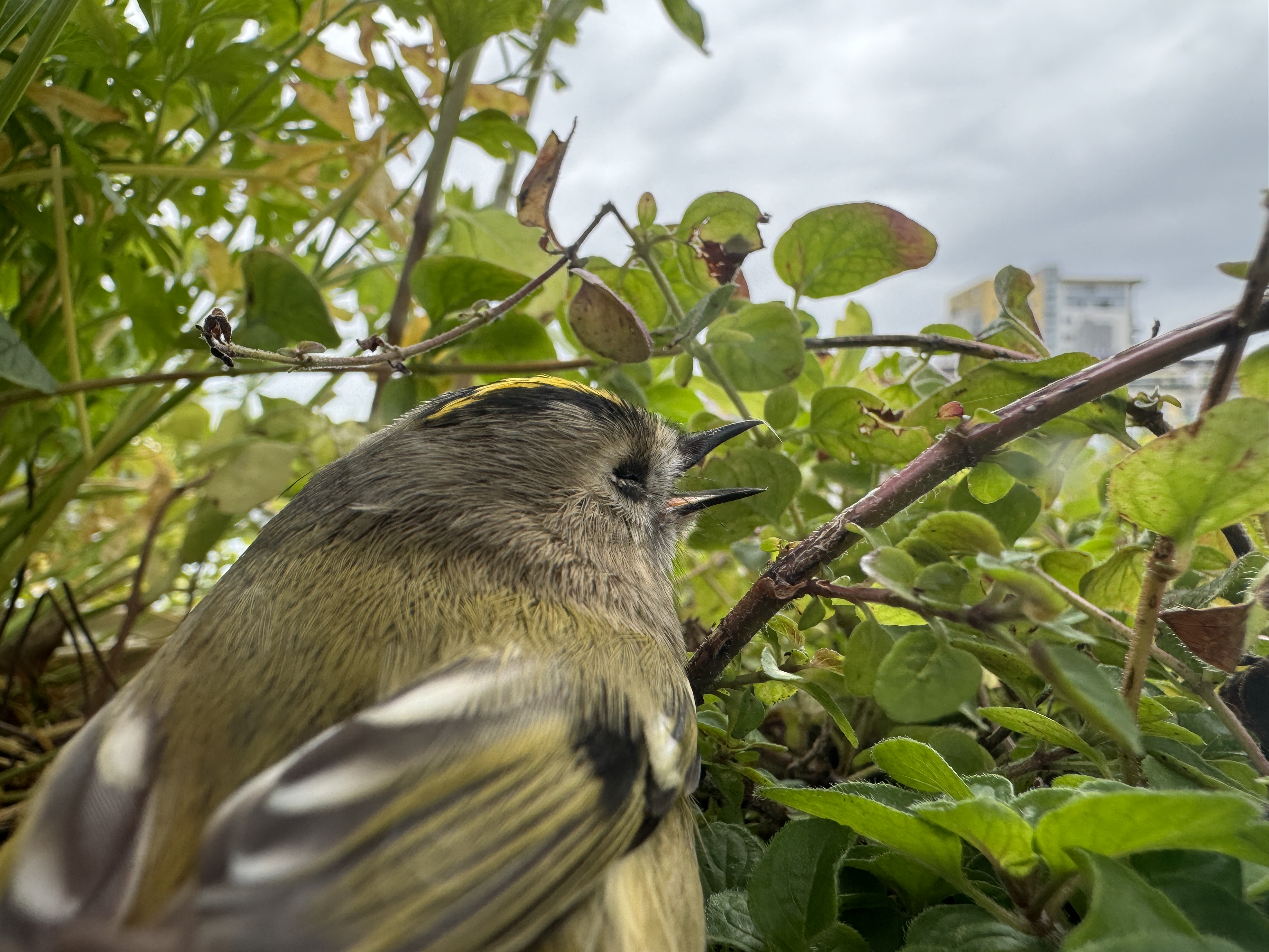 bird in garden