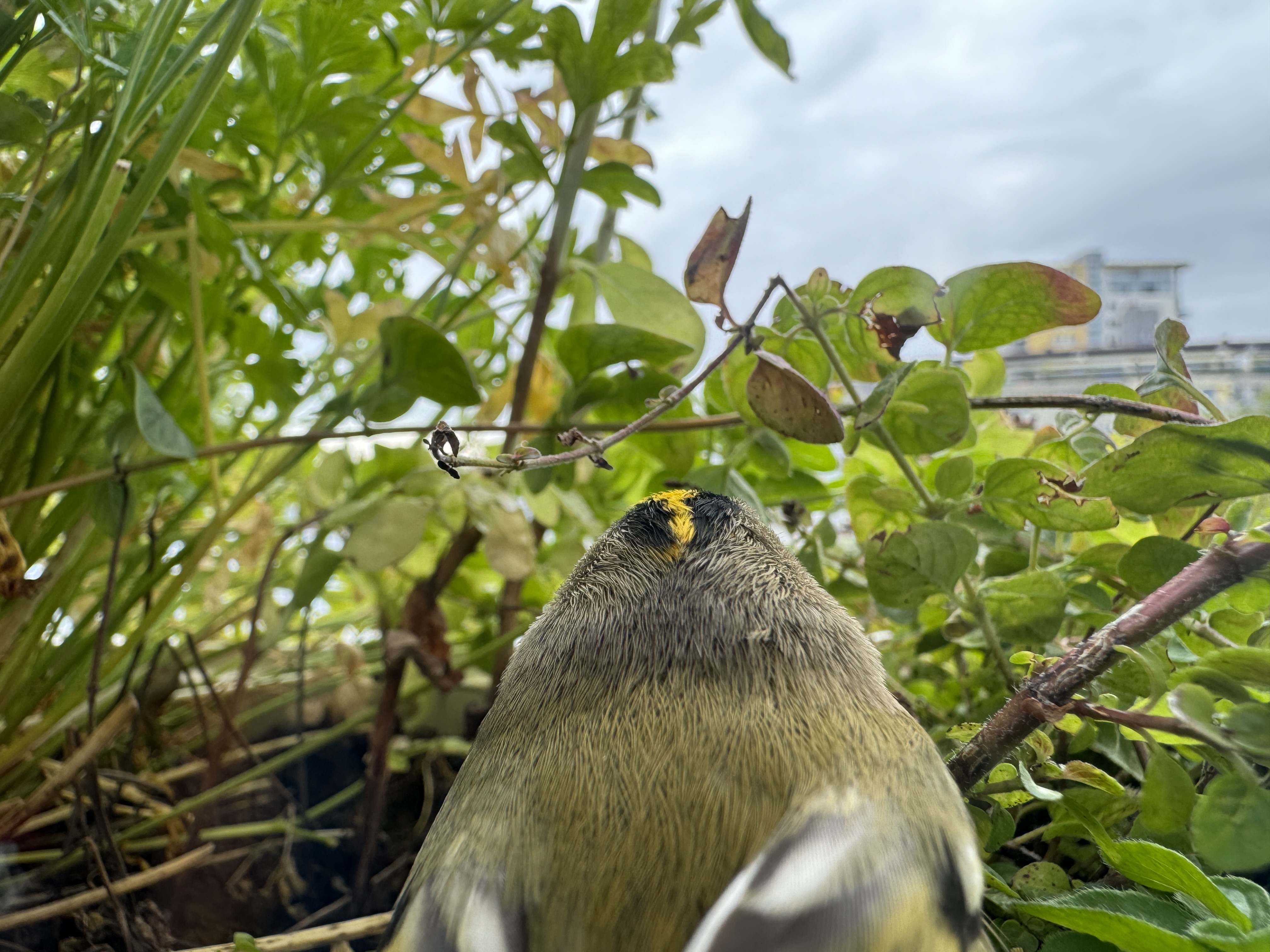 bird view from behind