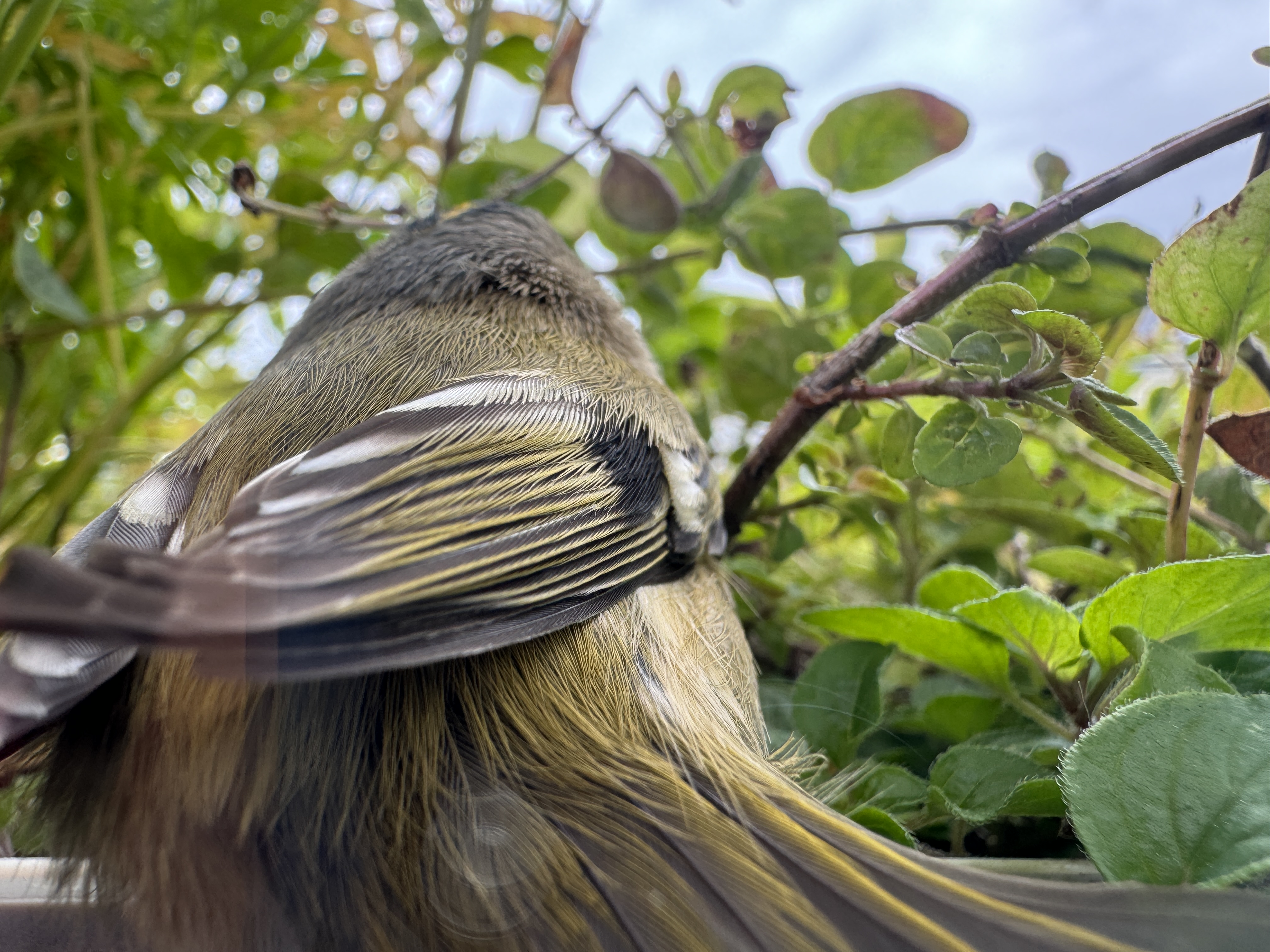 bird wing detail in plants