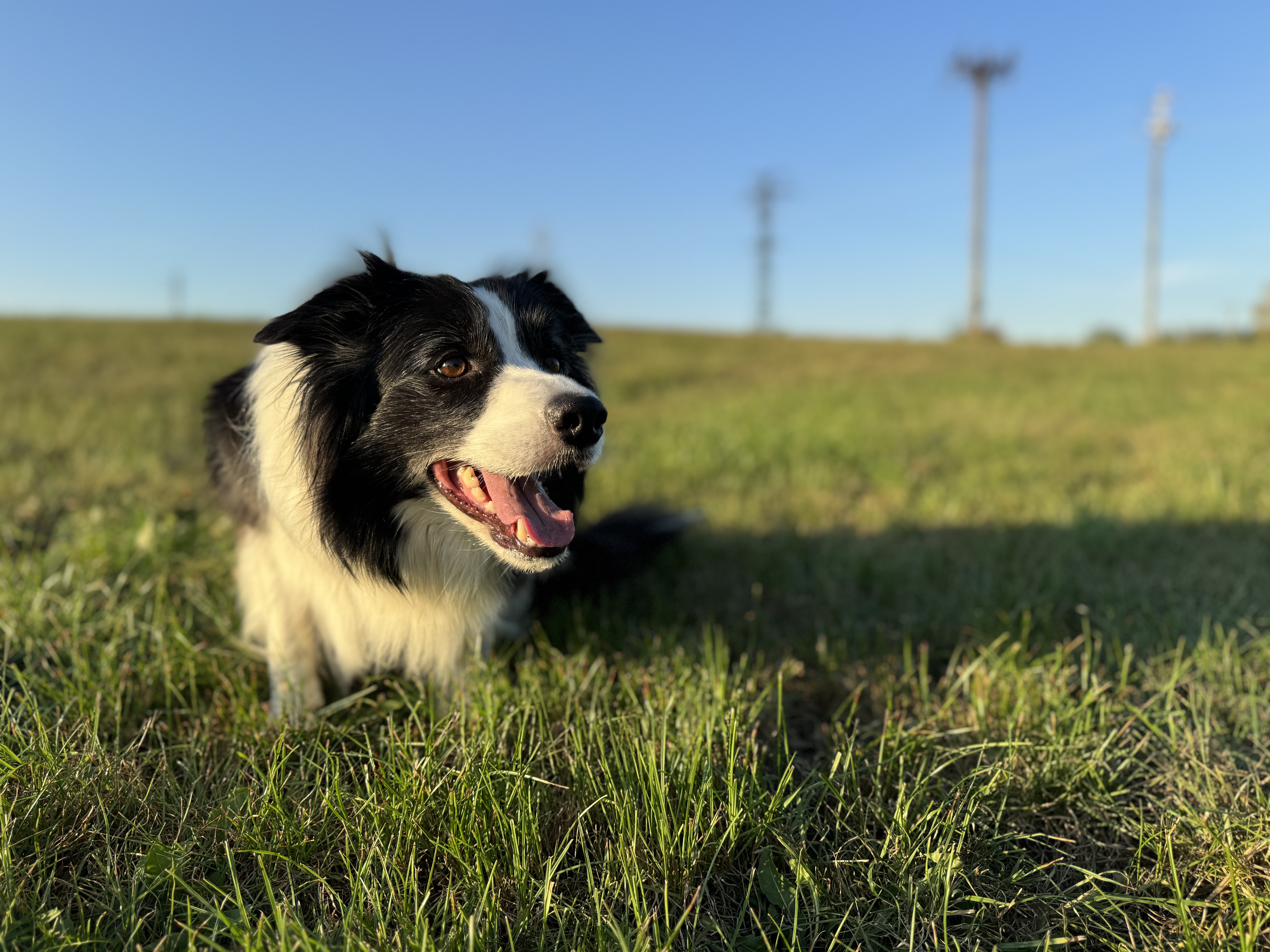 border collie dog in field