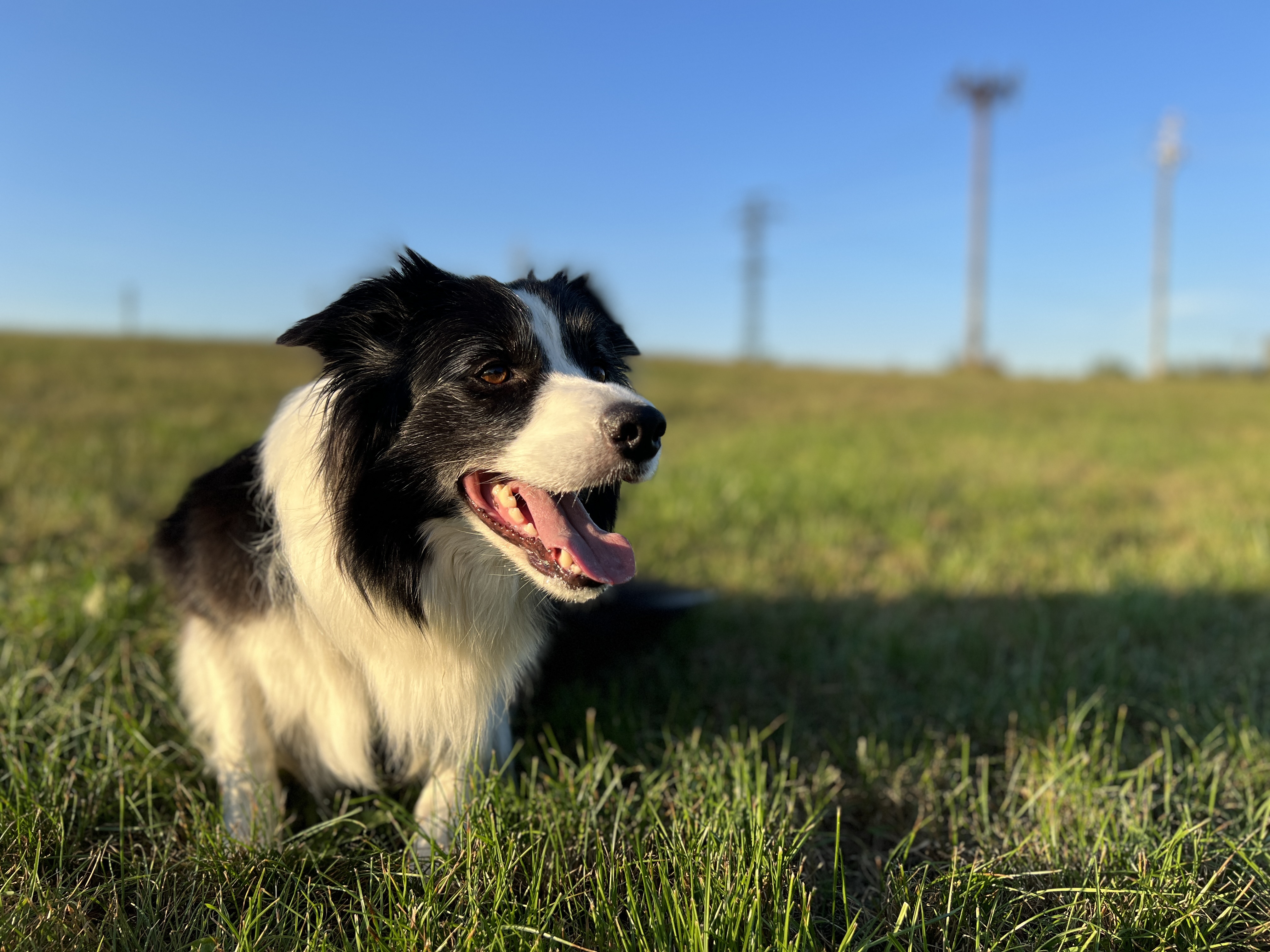 border collie dog smiling