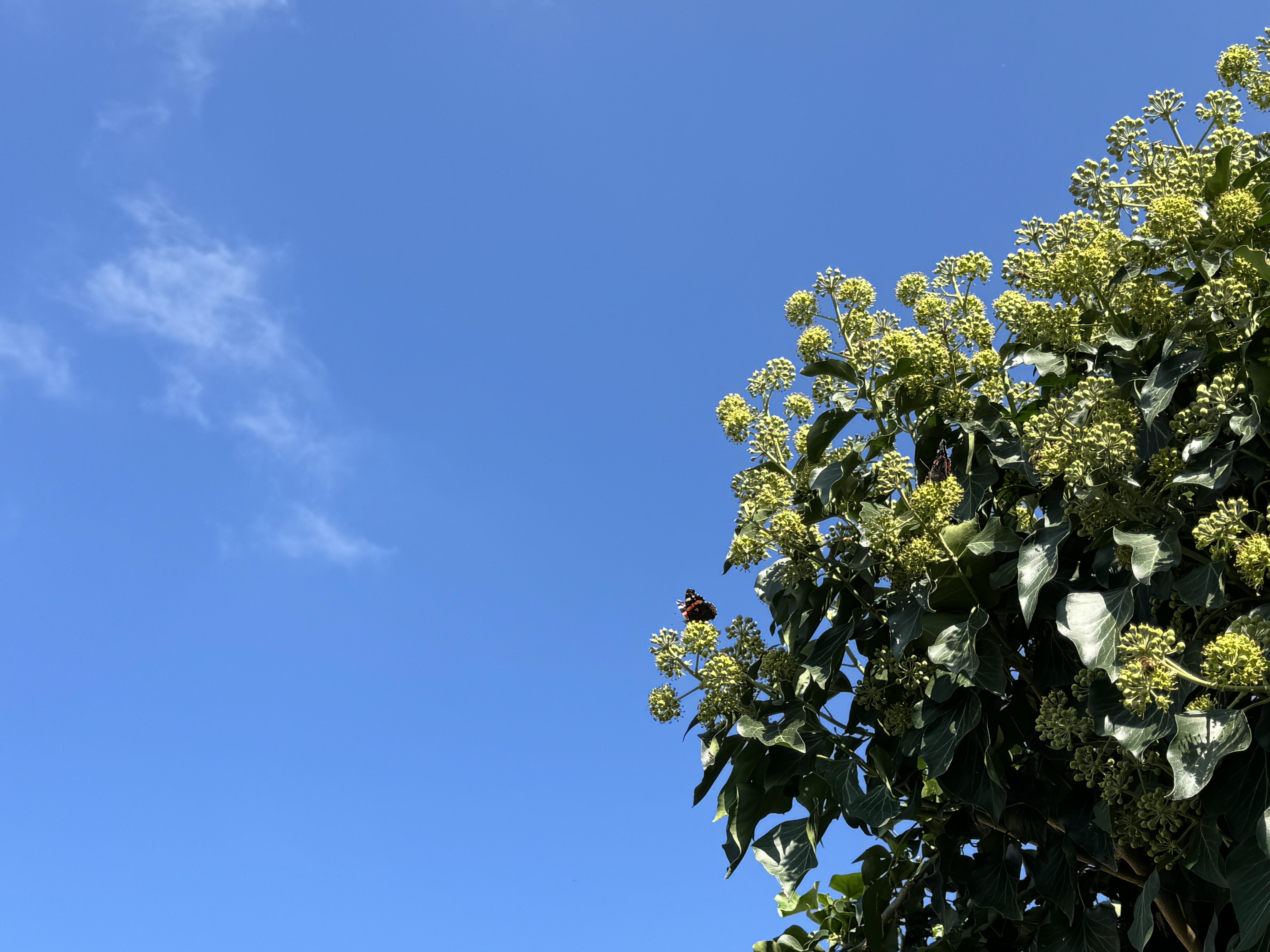butterfly on bush with blue sky