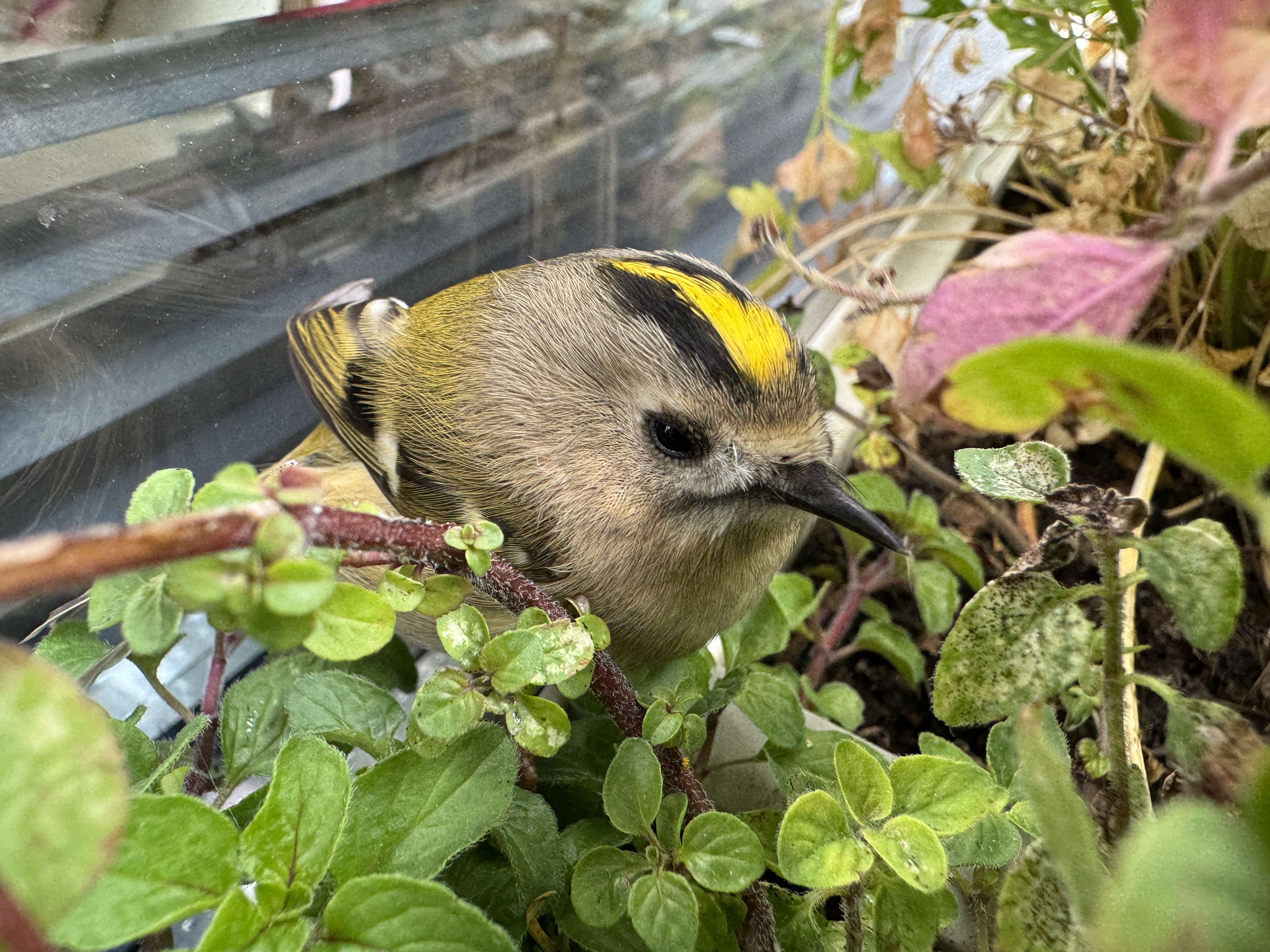close up bird in plants