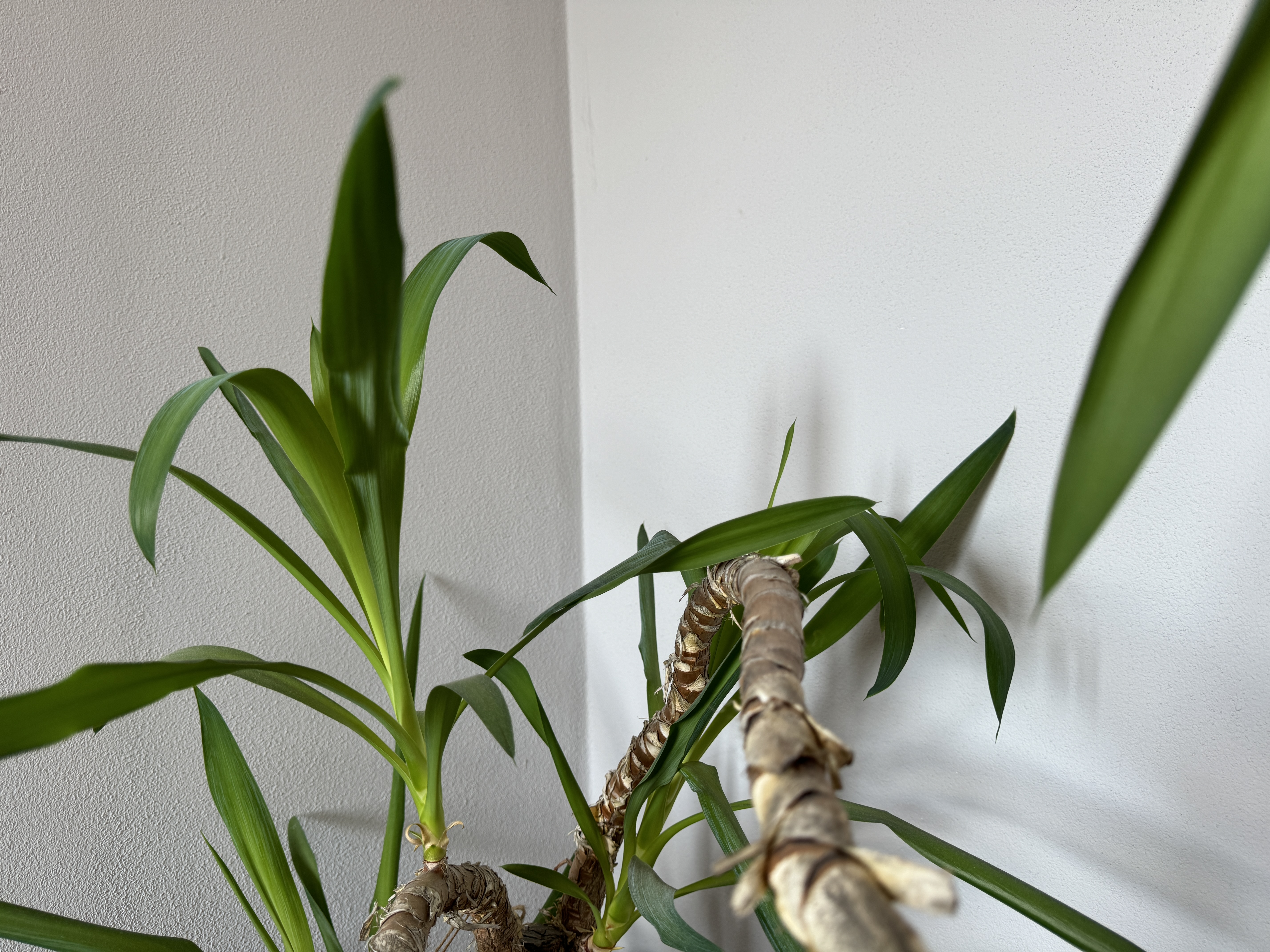 close up indoor plant