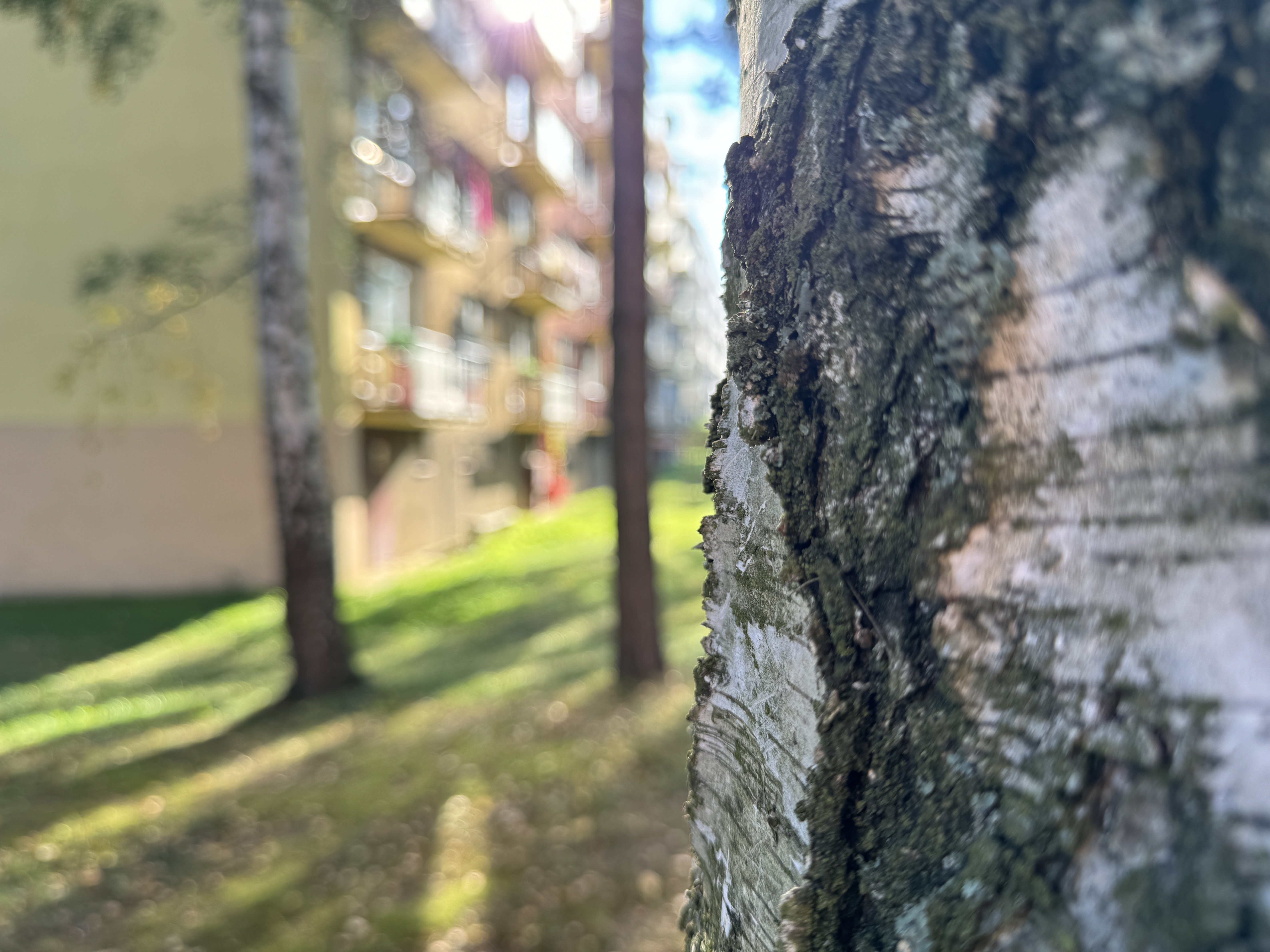 close up tree bark apartment background