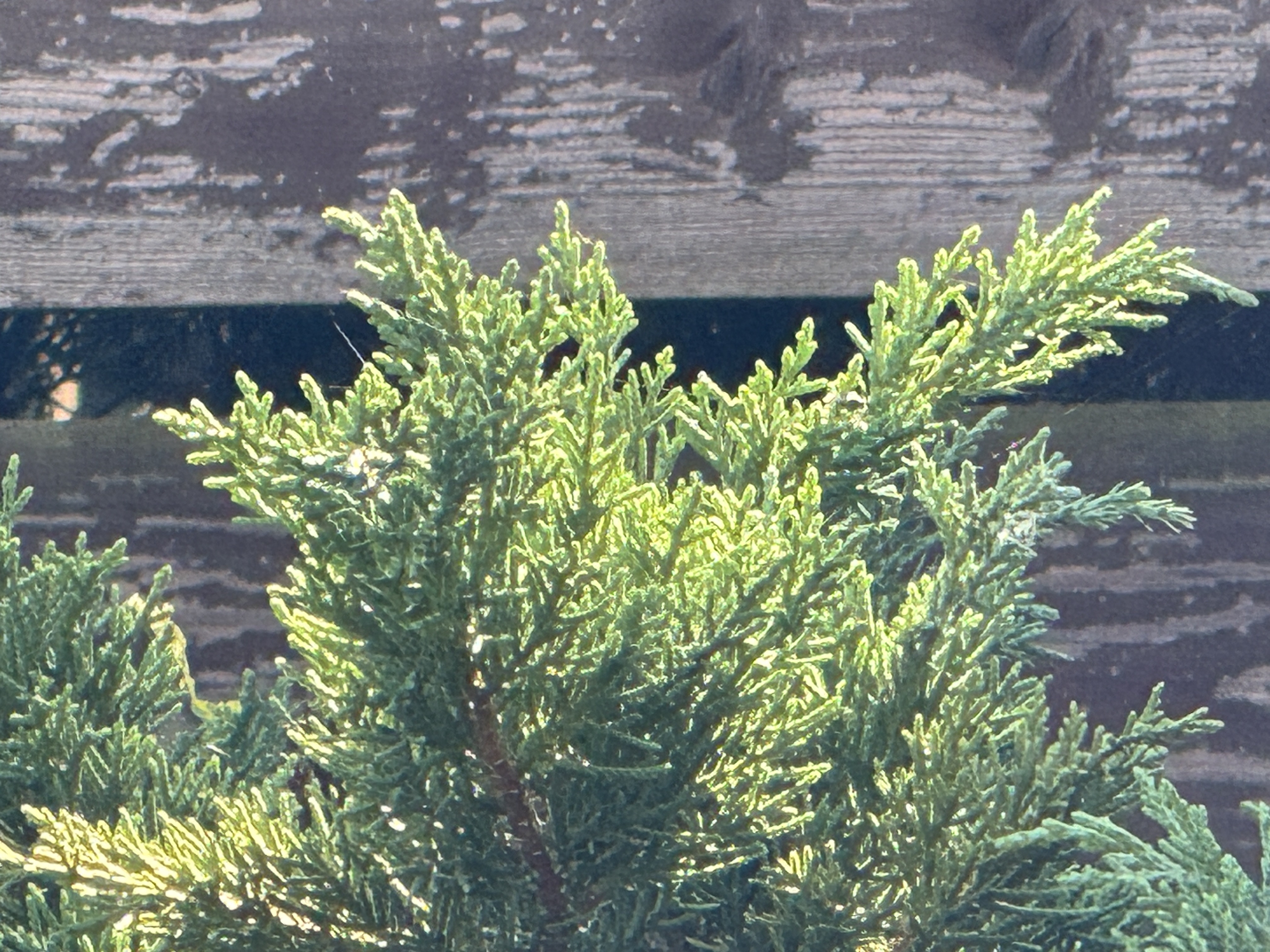 closeup of green bush