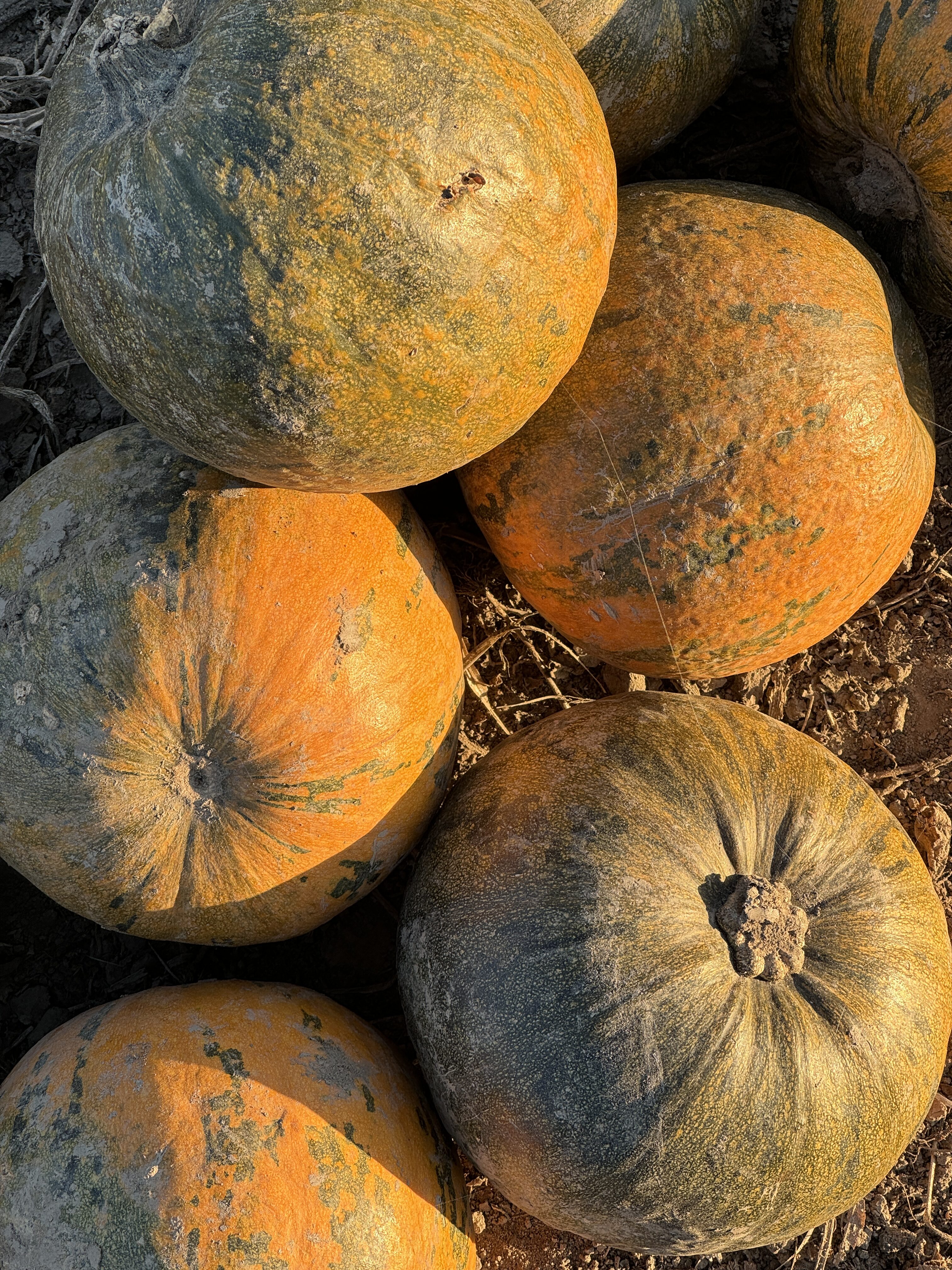 closeup pumpkins harvest