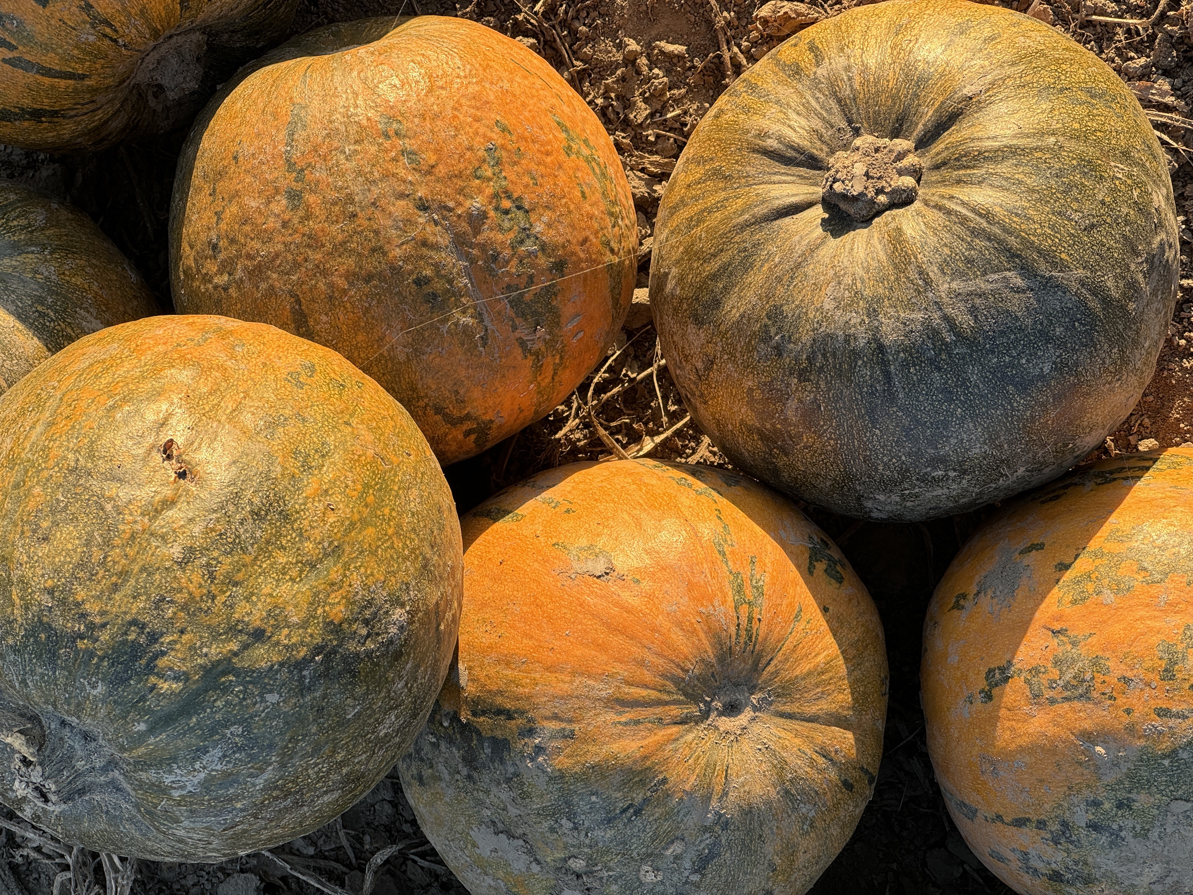 closeup pumpkins