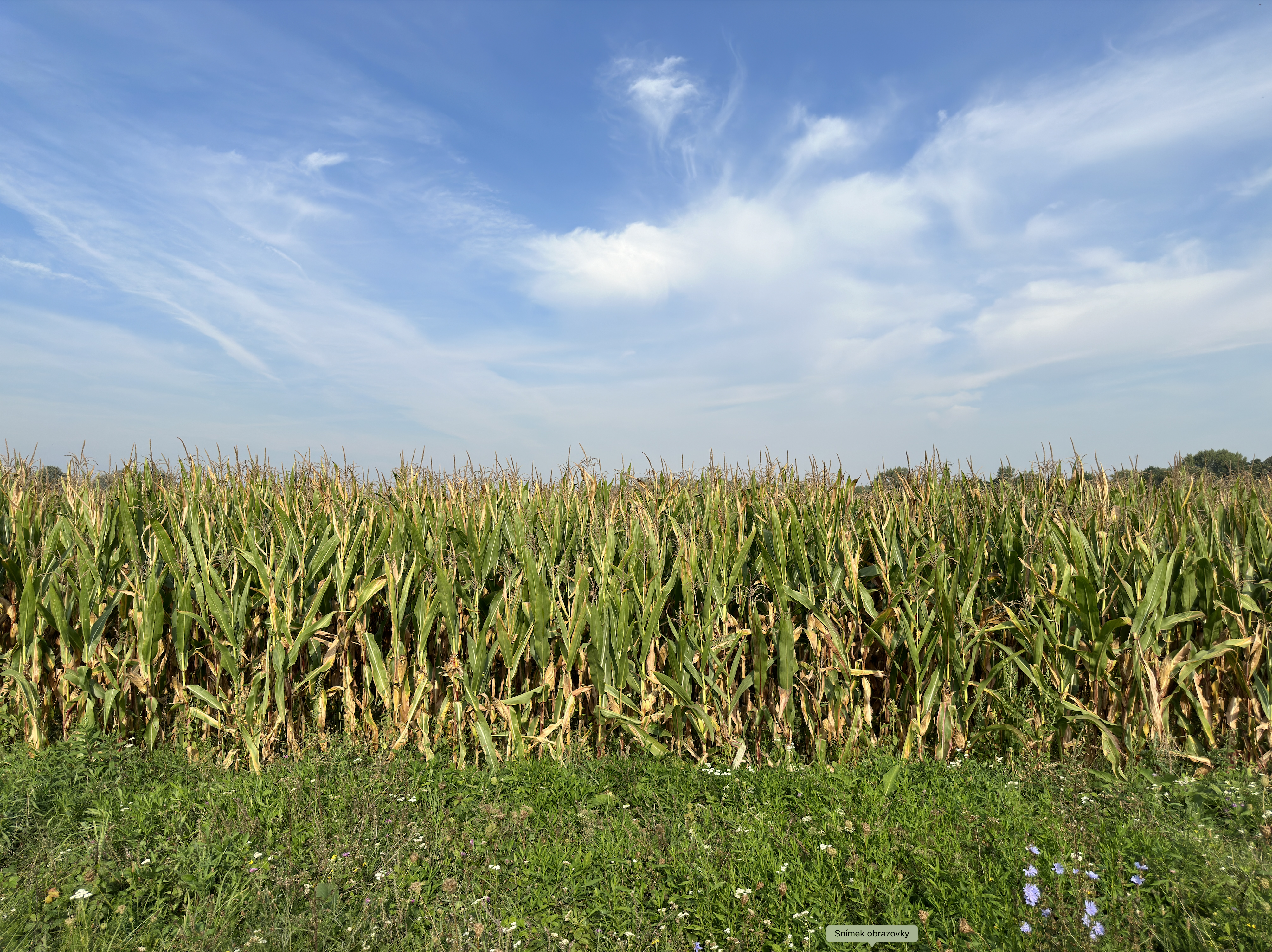 cornfield under blue sky
