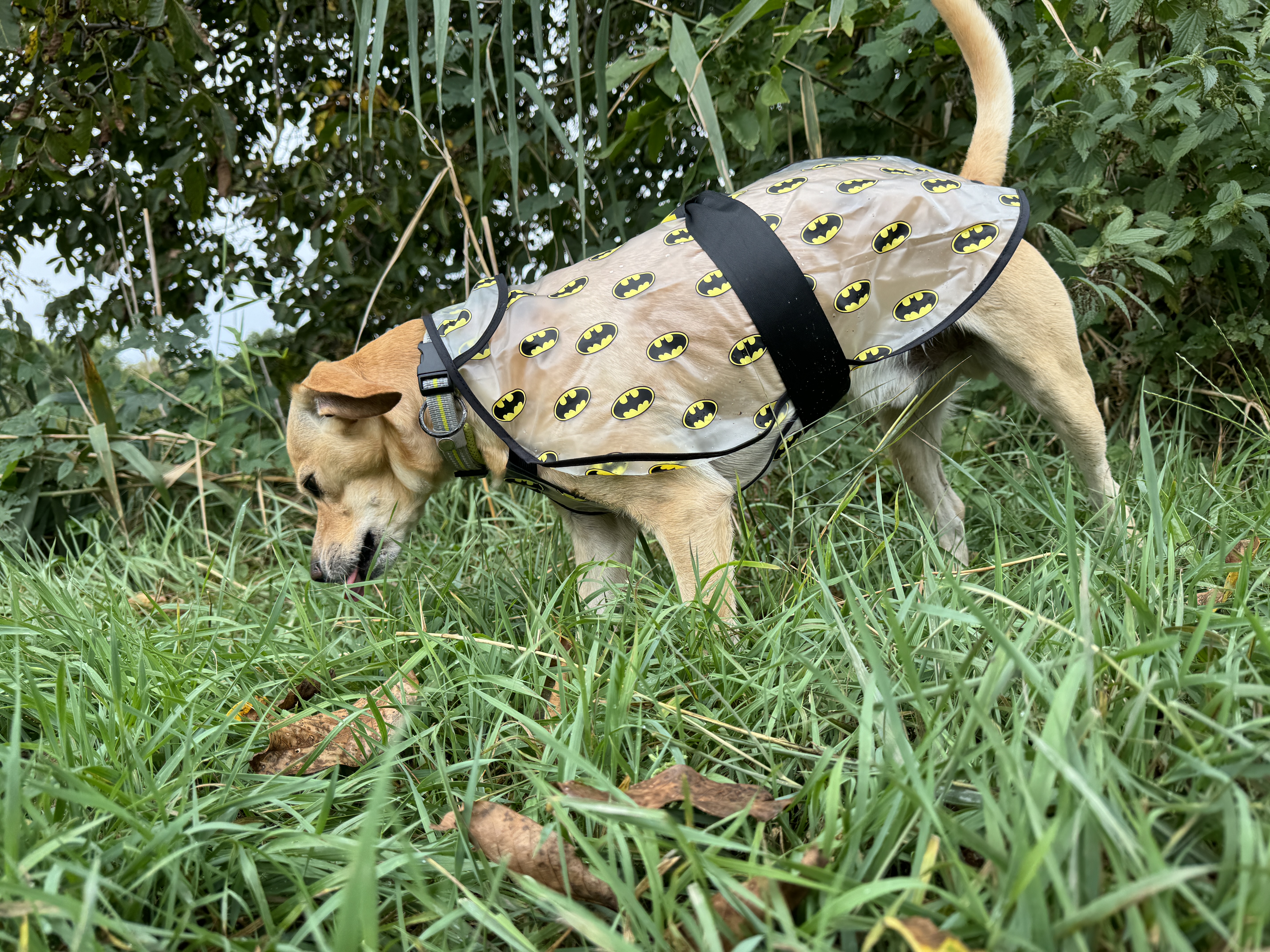 dog in batman raincoat