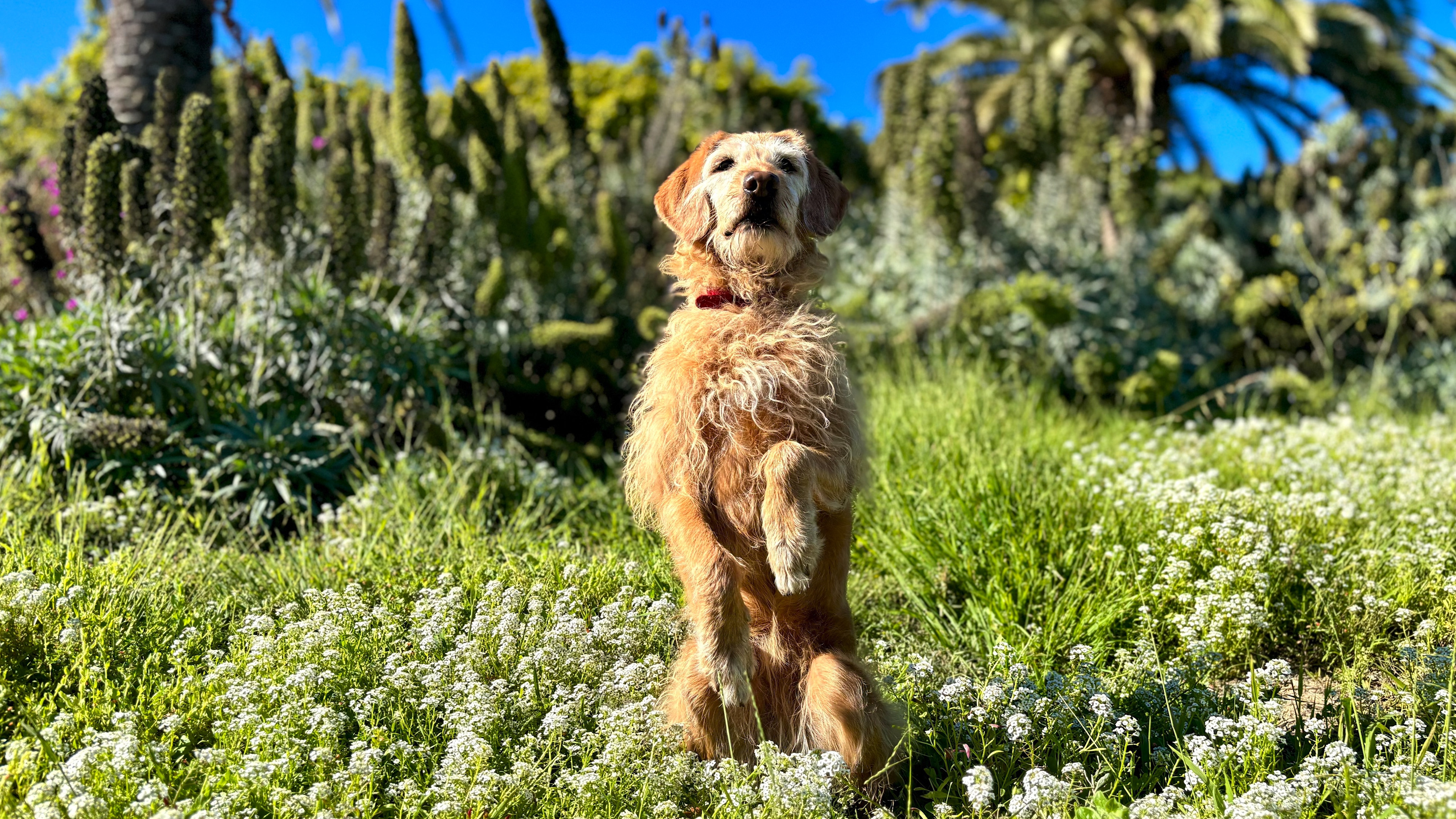 dog in flower field
