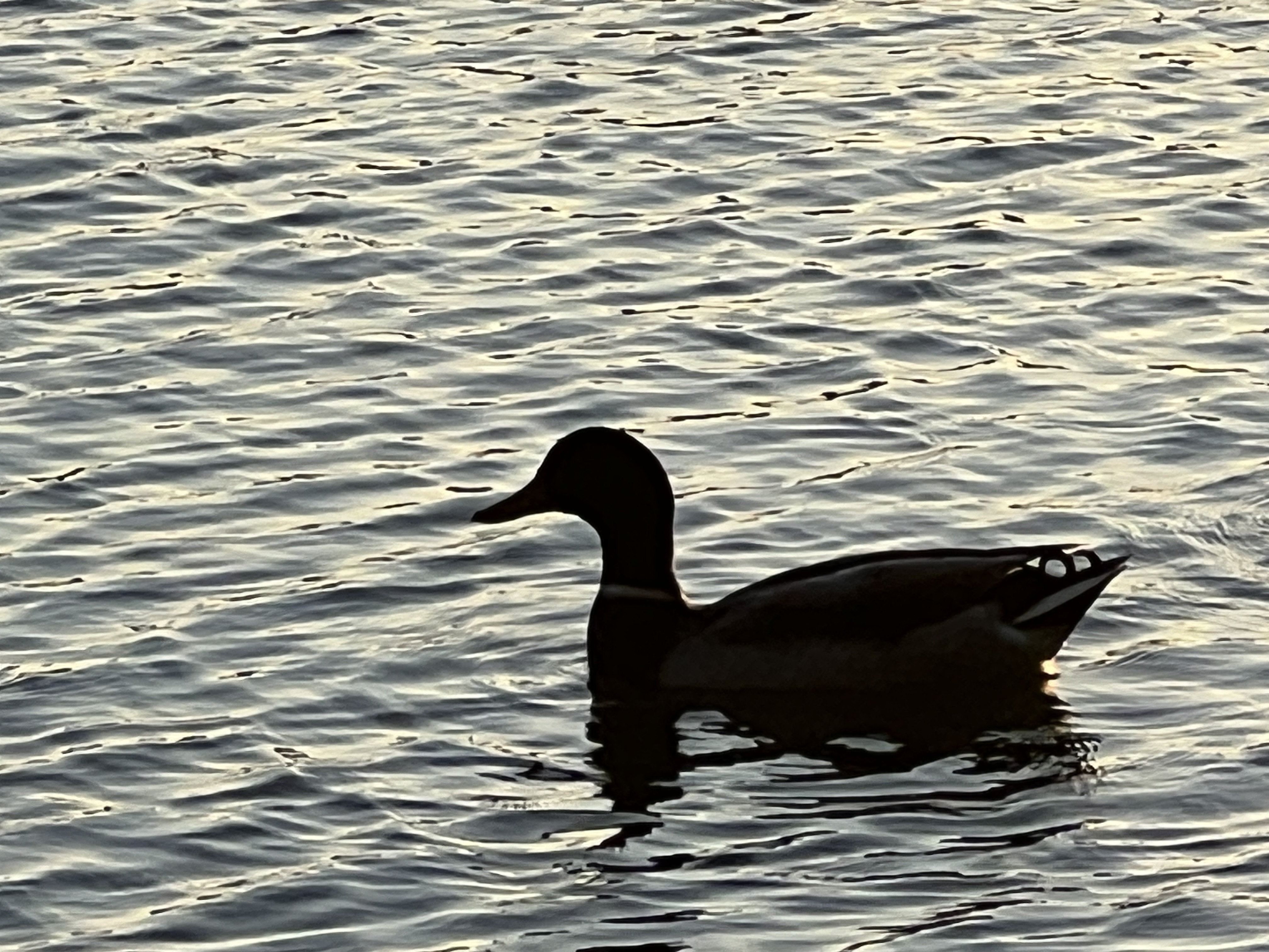 duck water silhouette