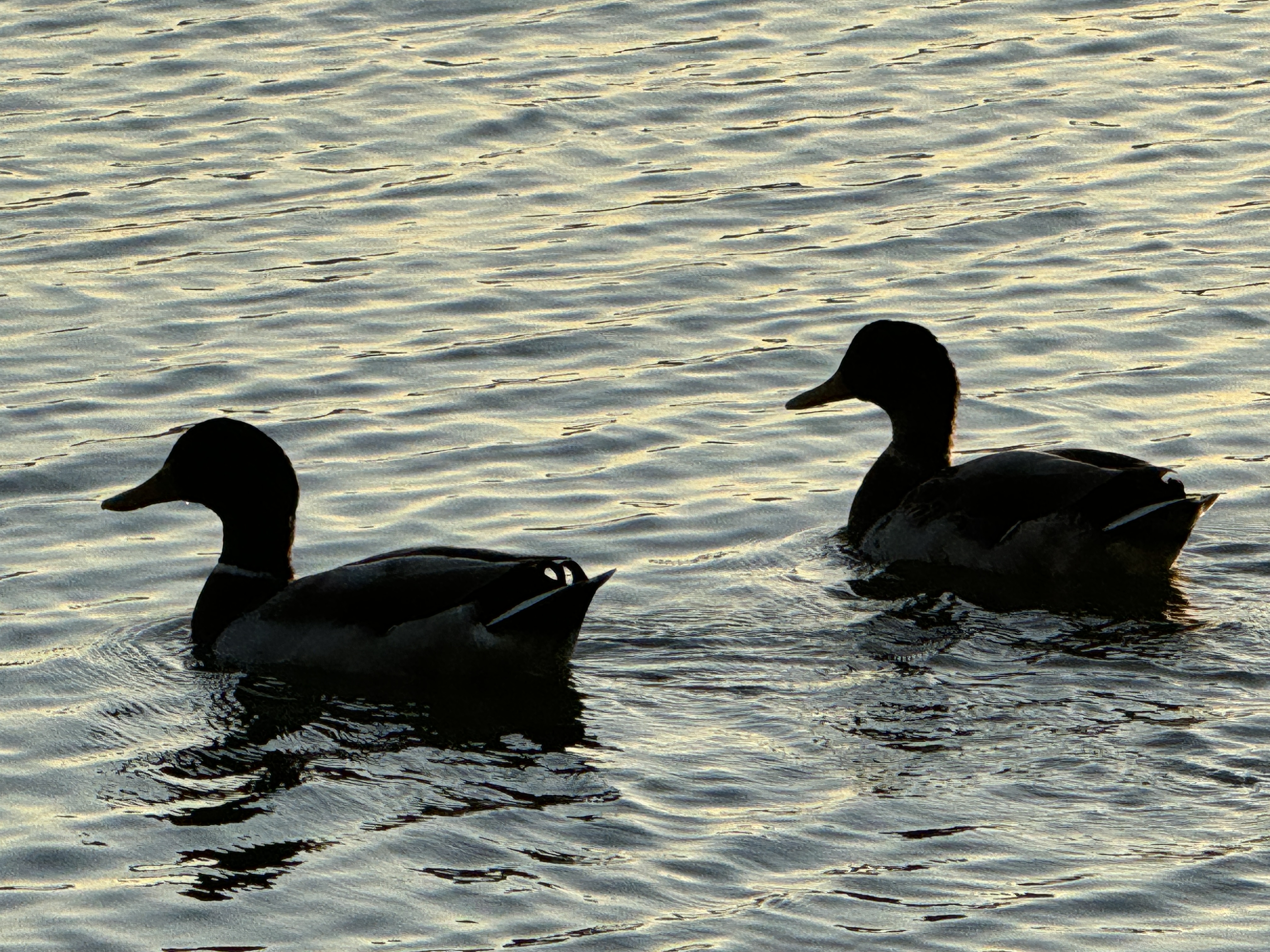 ducks water silhouette