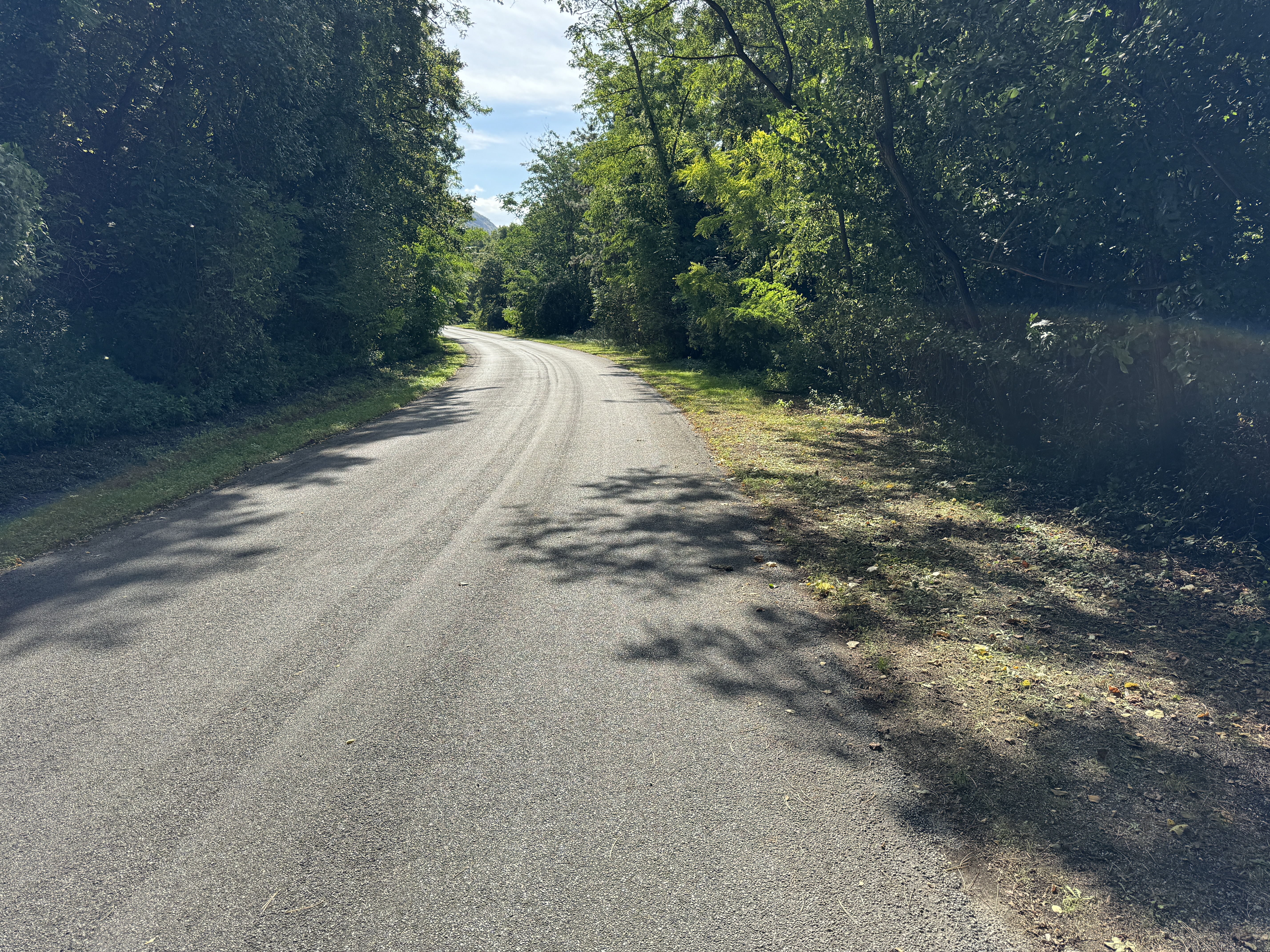 empty road through forest