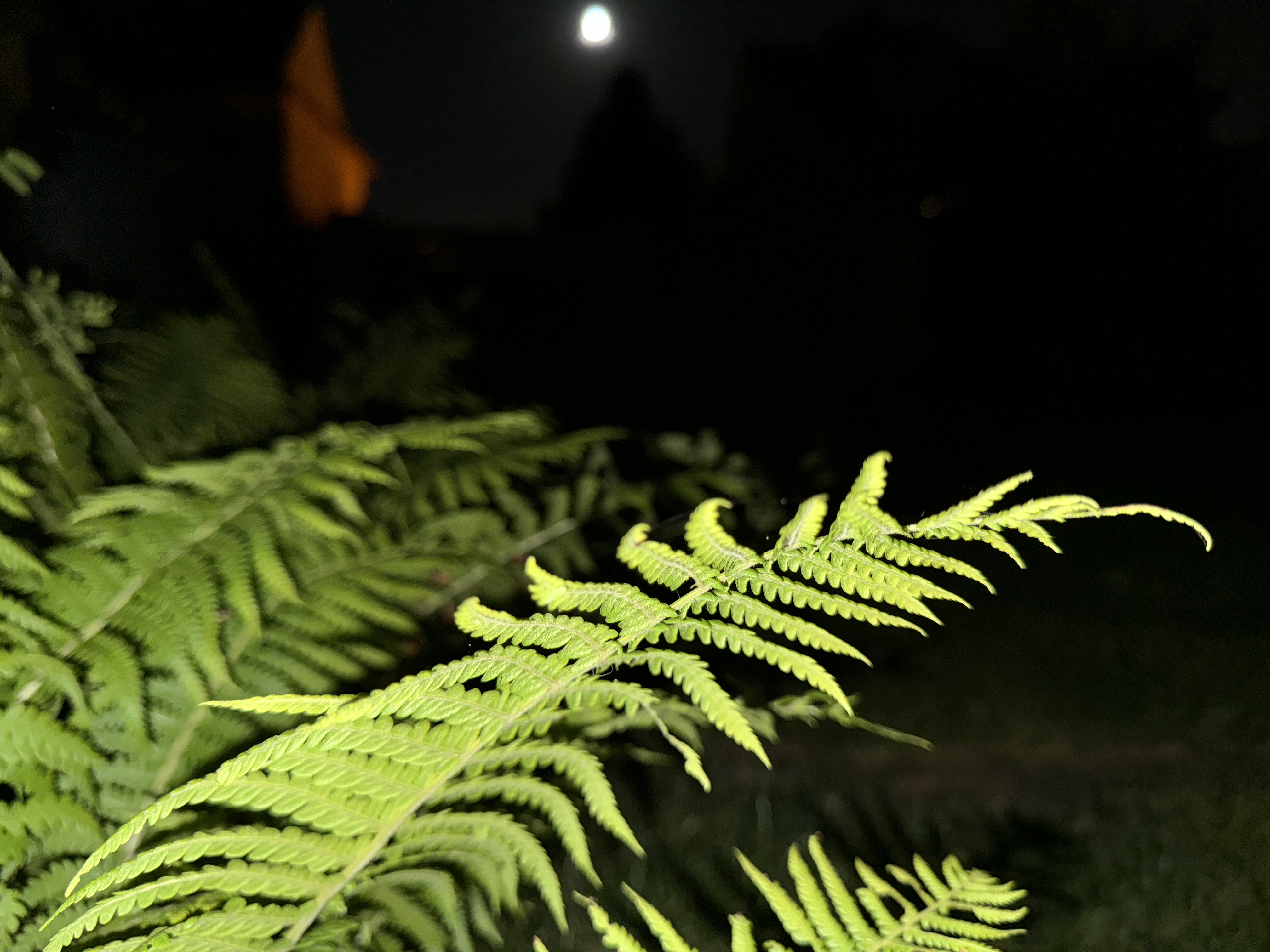 fern in moonlight