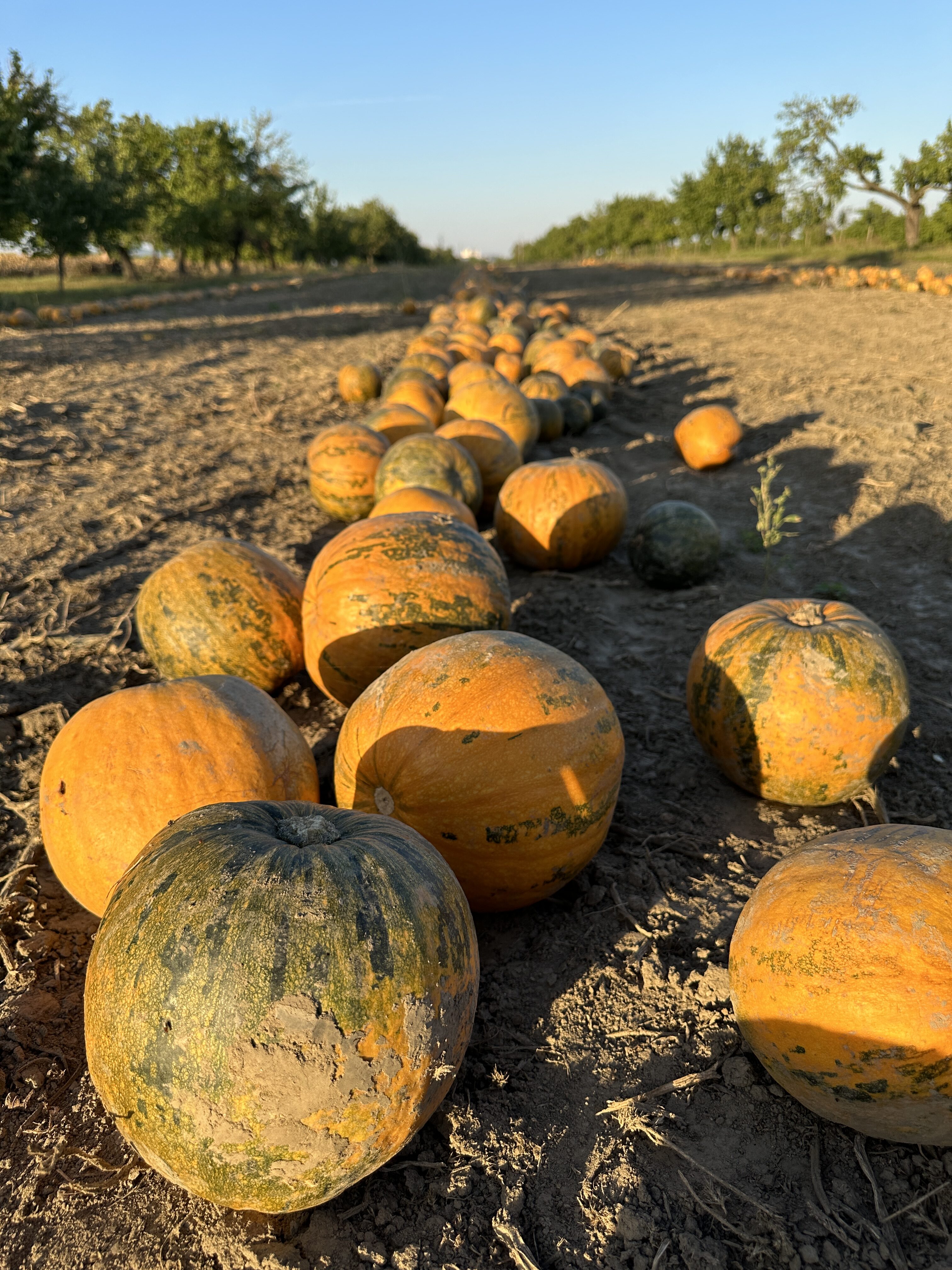 field of pumpkins