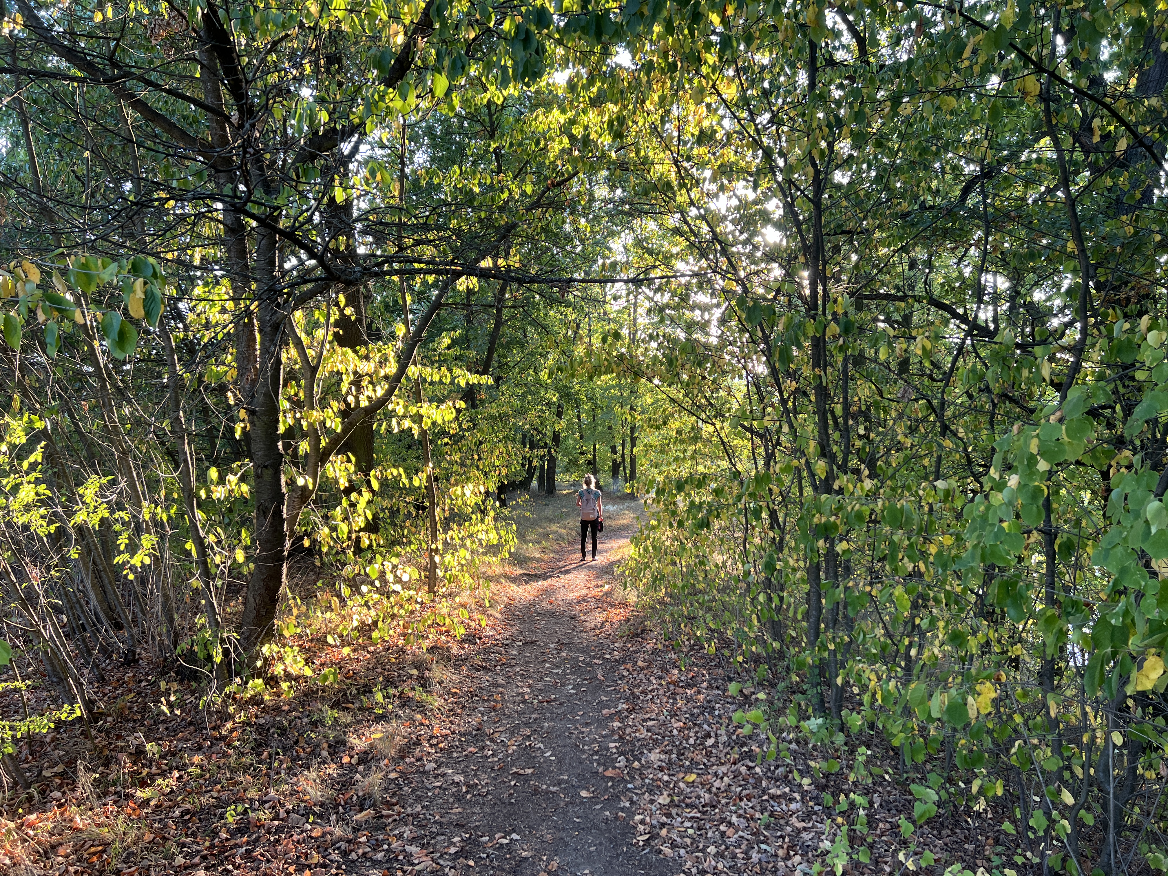 forest path with person