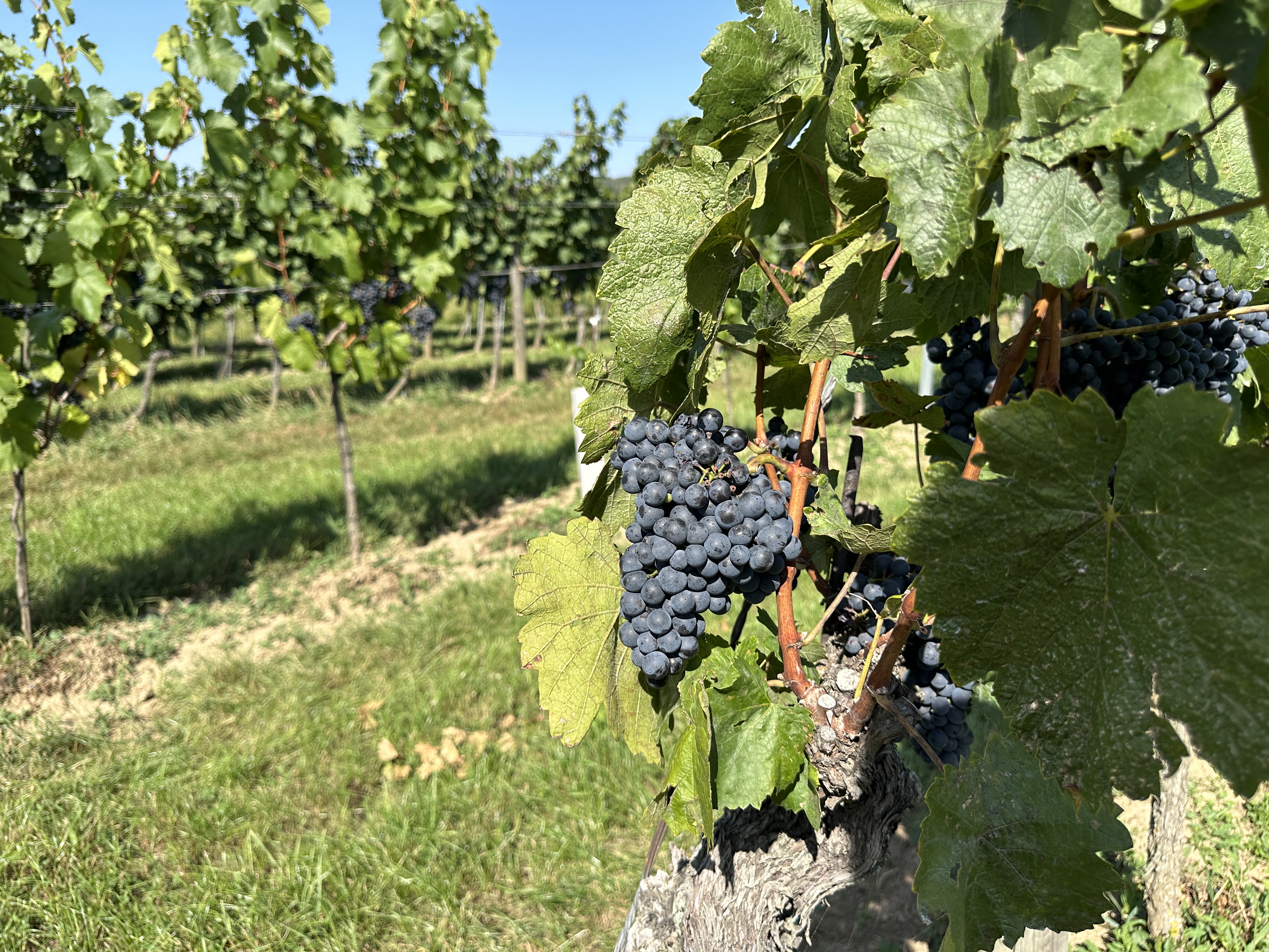 grape cluster vineyard