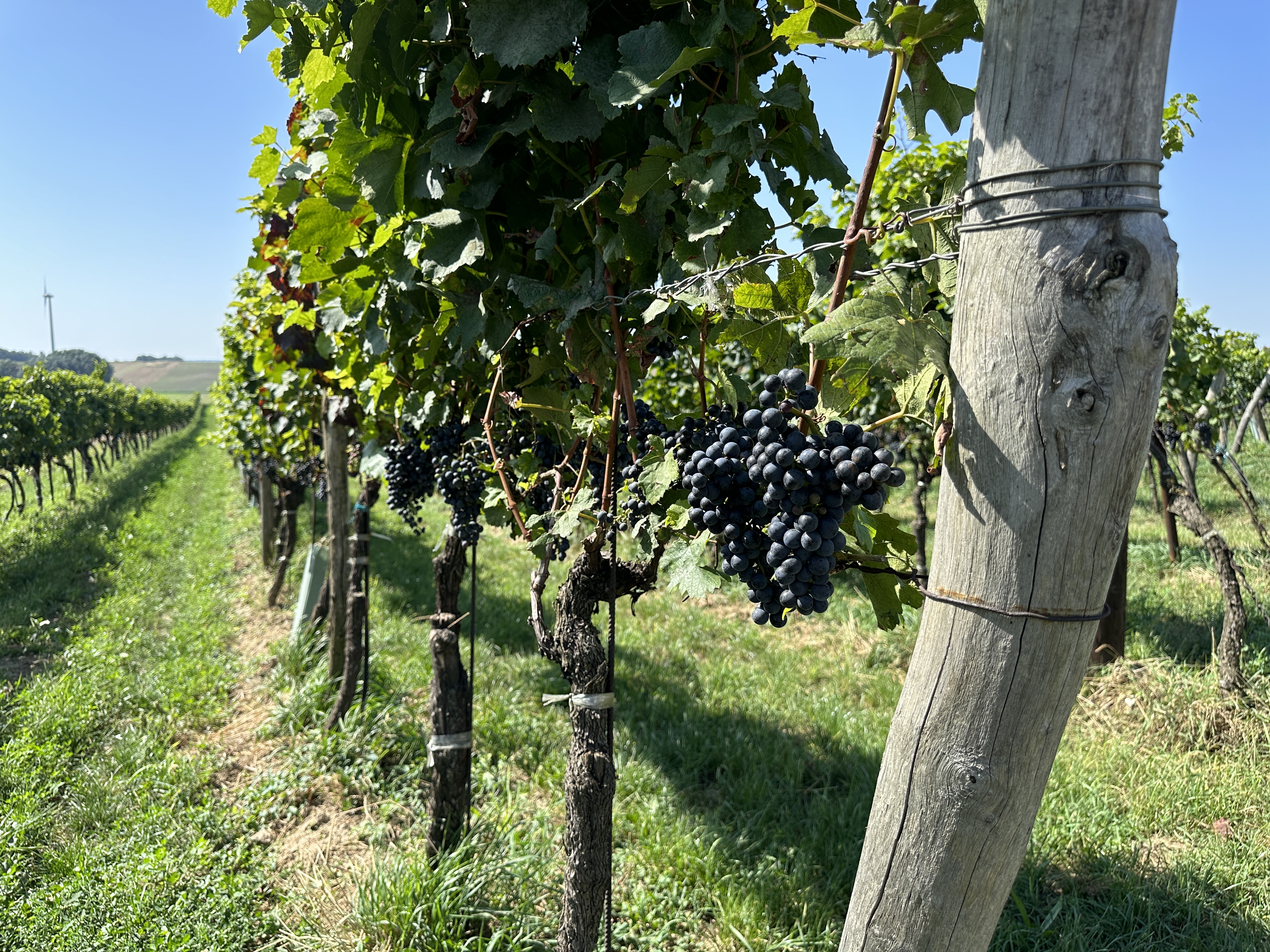 grape vineyard closeup
