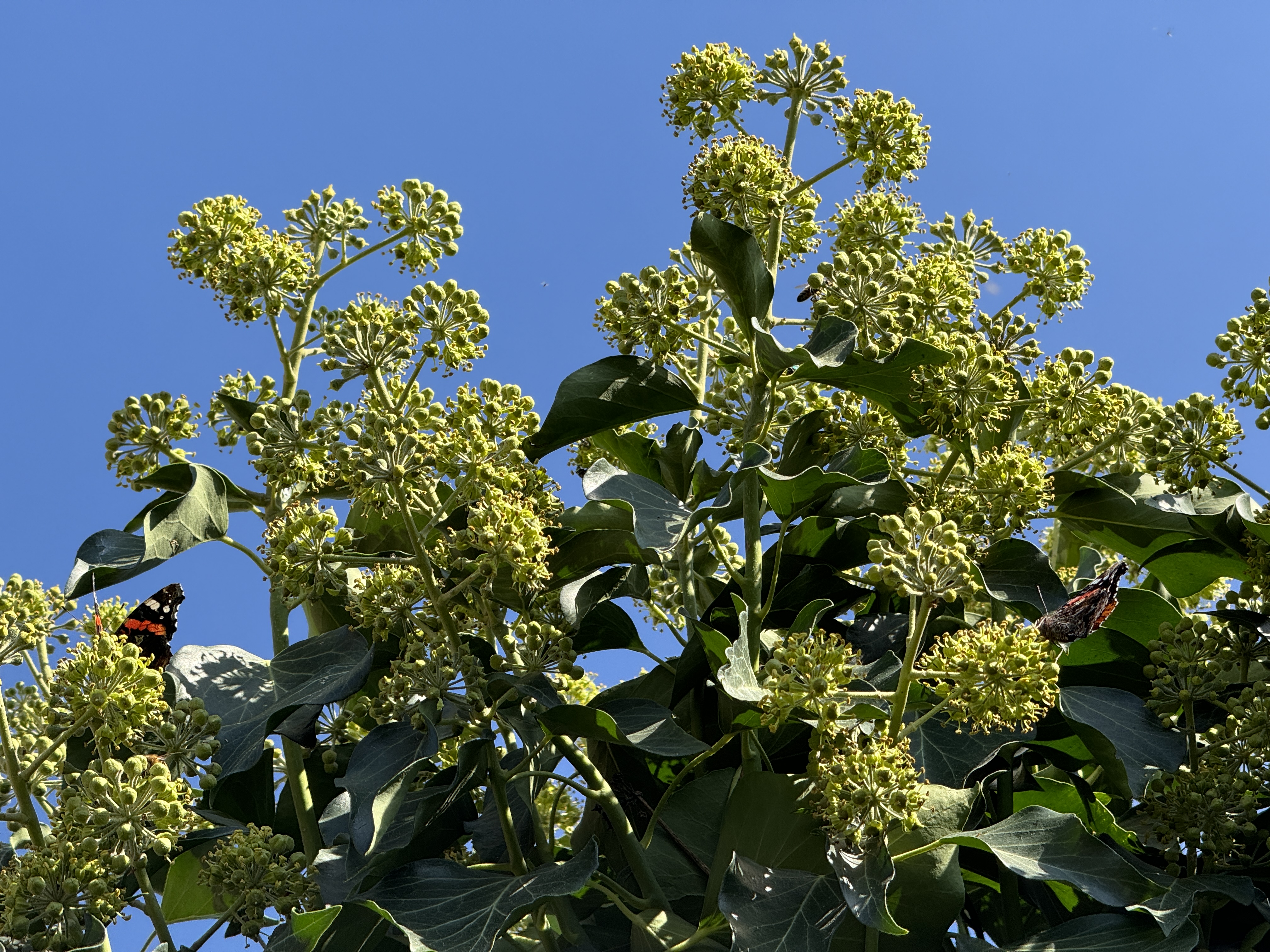 green bush with butterflies
