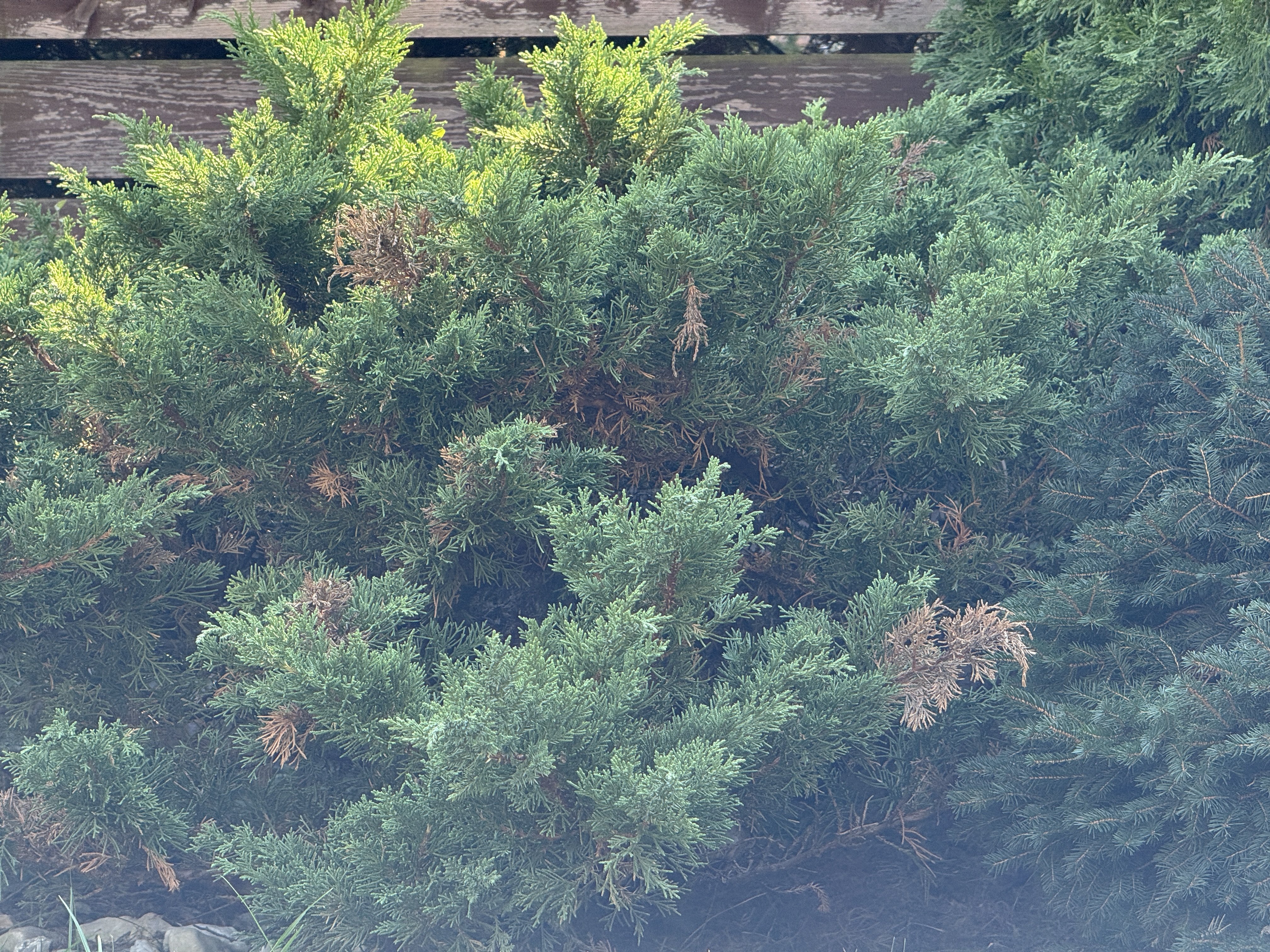 green bush with sunlight