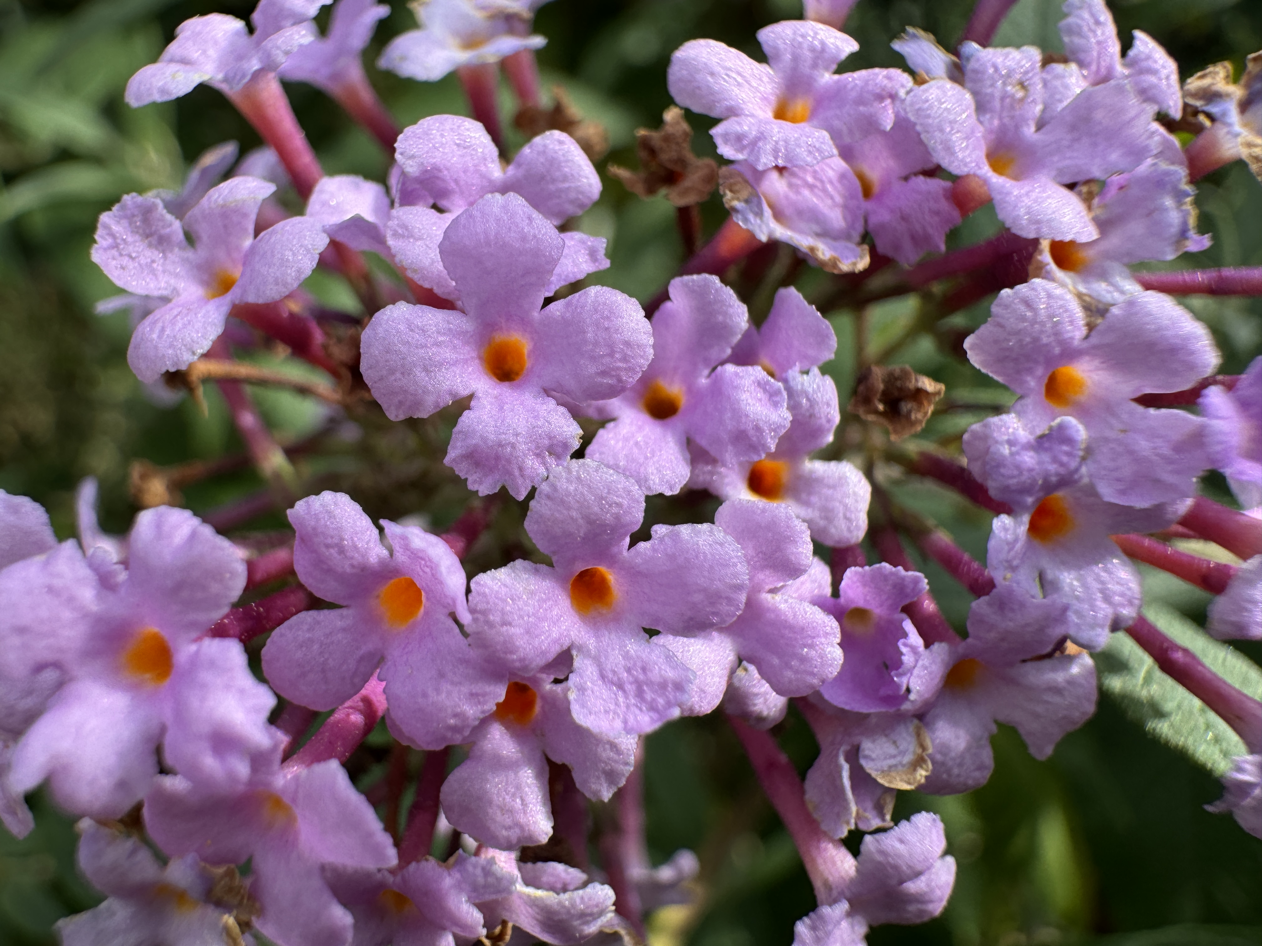 green flowering plant against blue sky