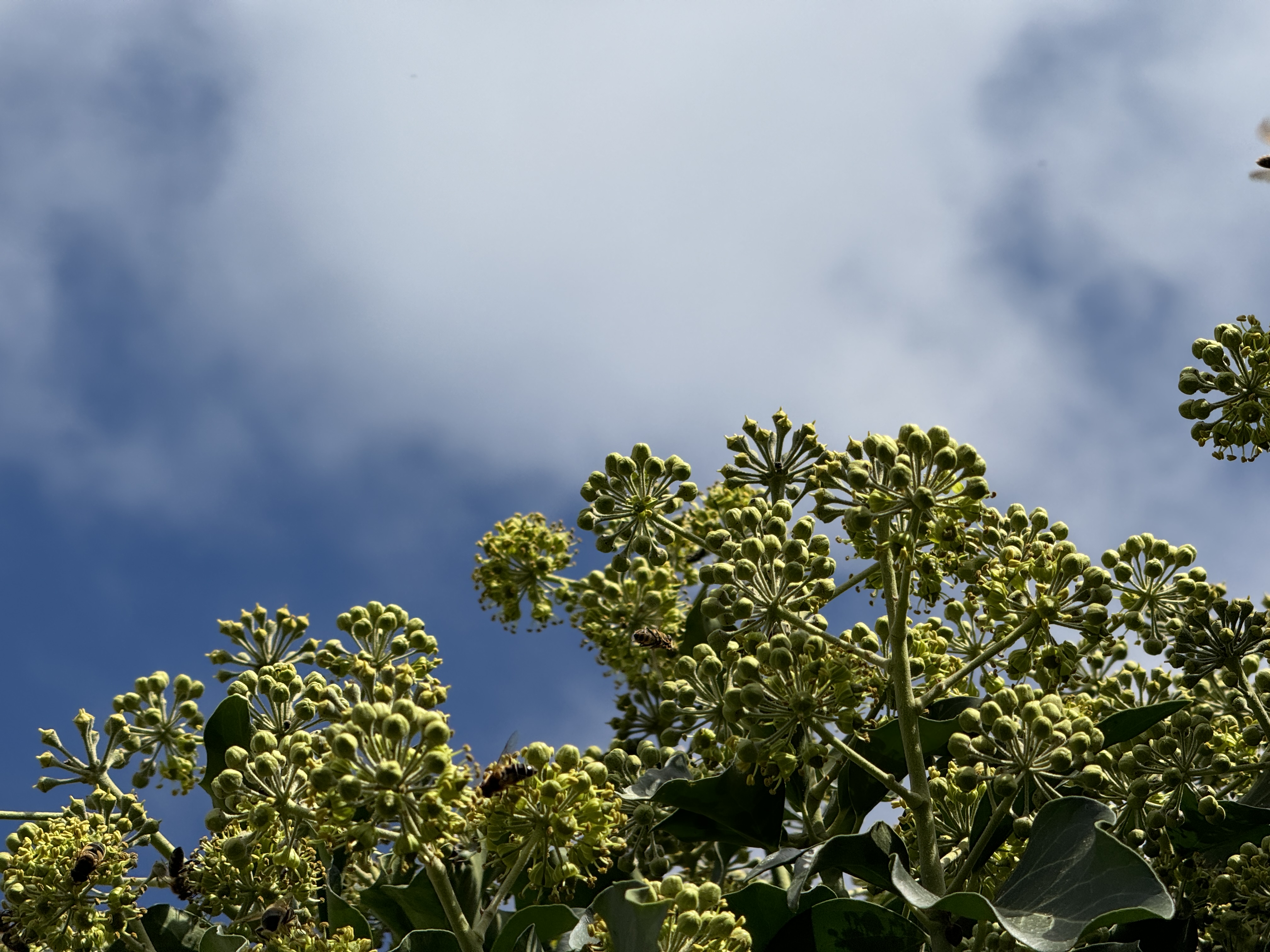 green flowering plant against cloudy sky