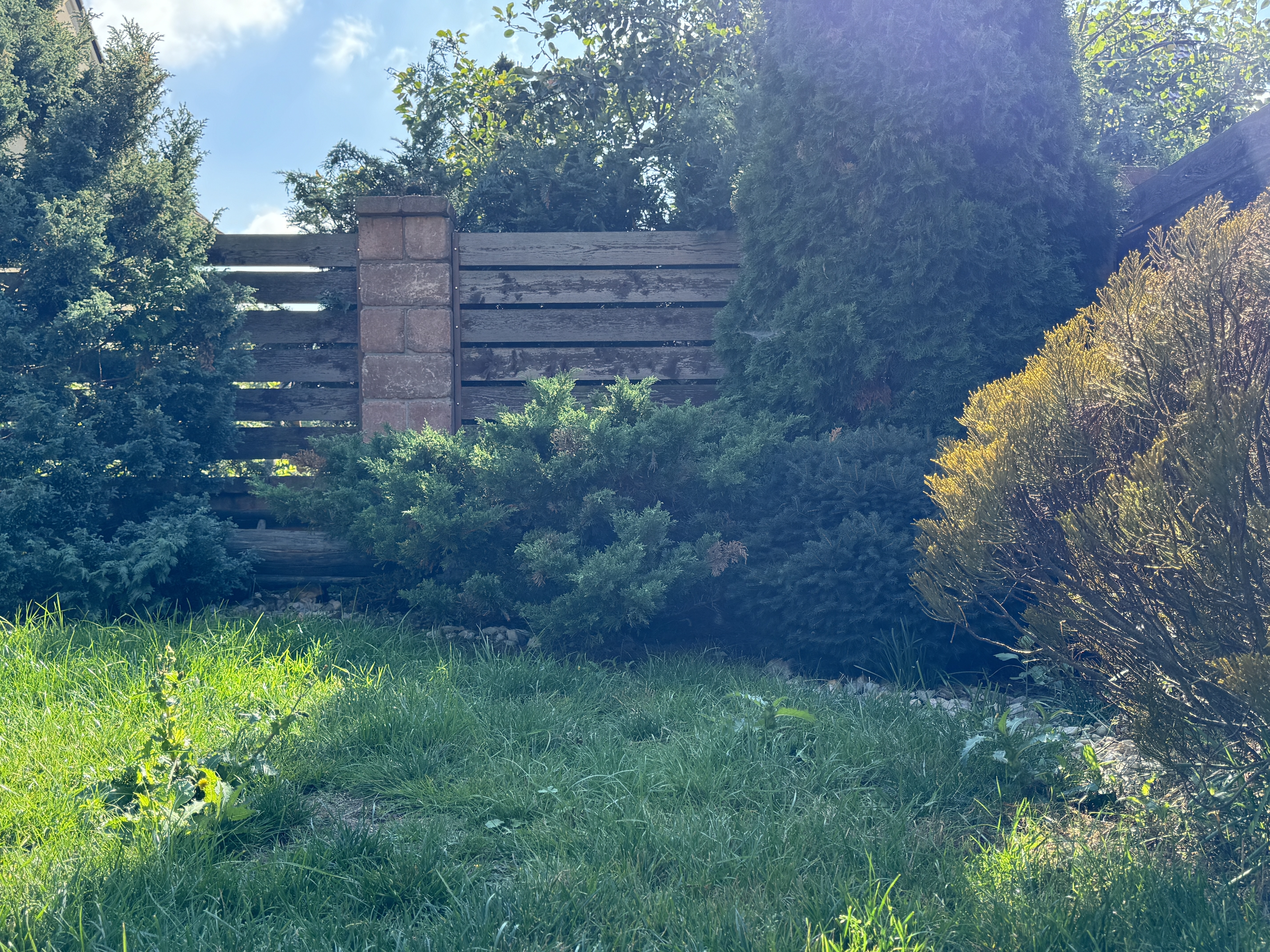 green garden closeup