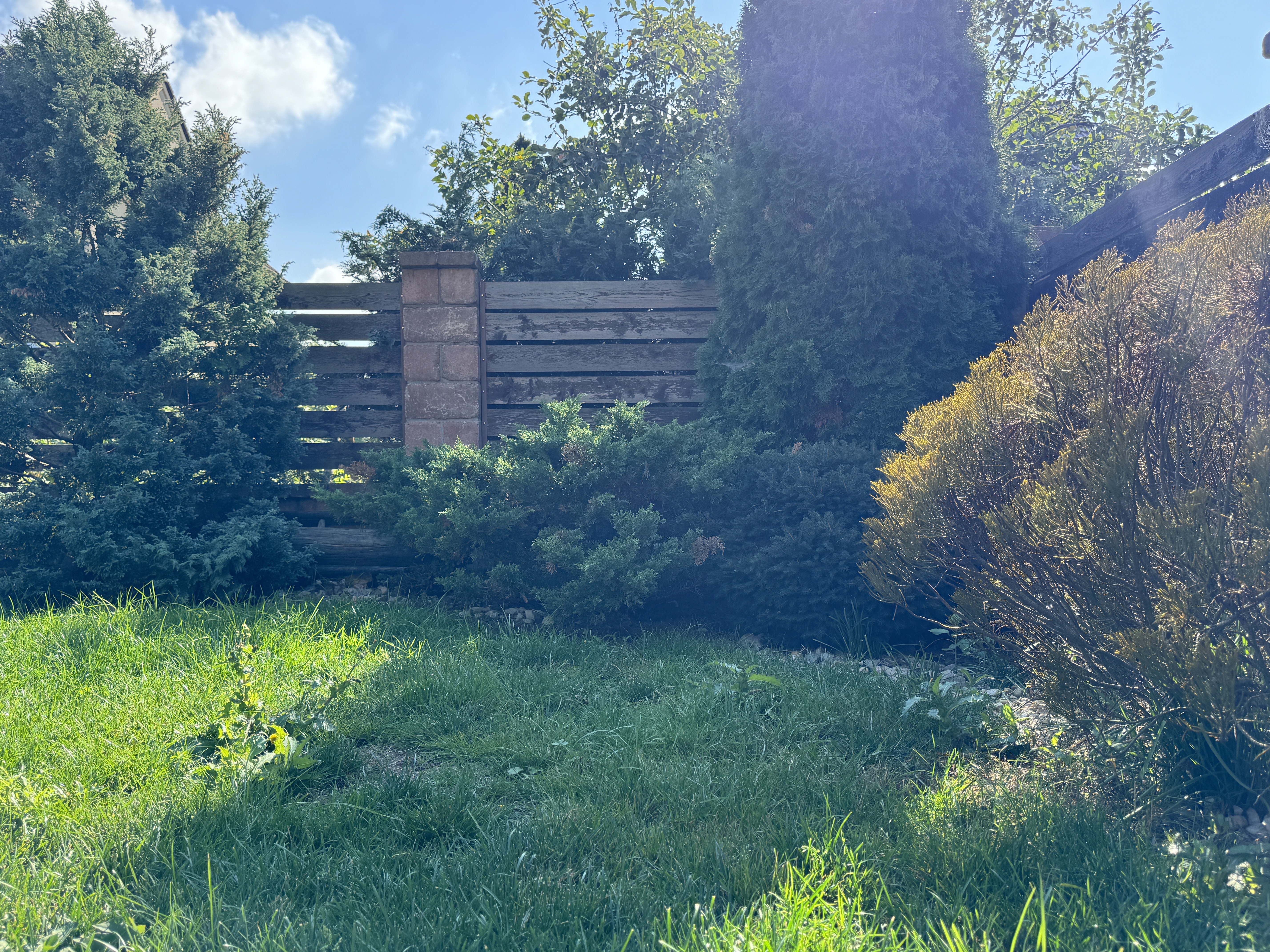 green garden with fence