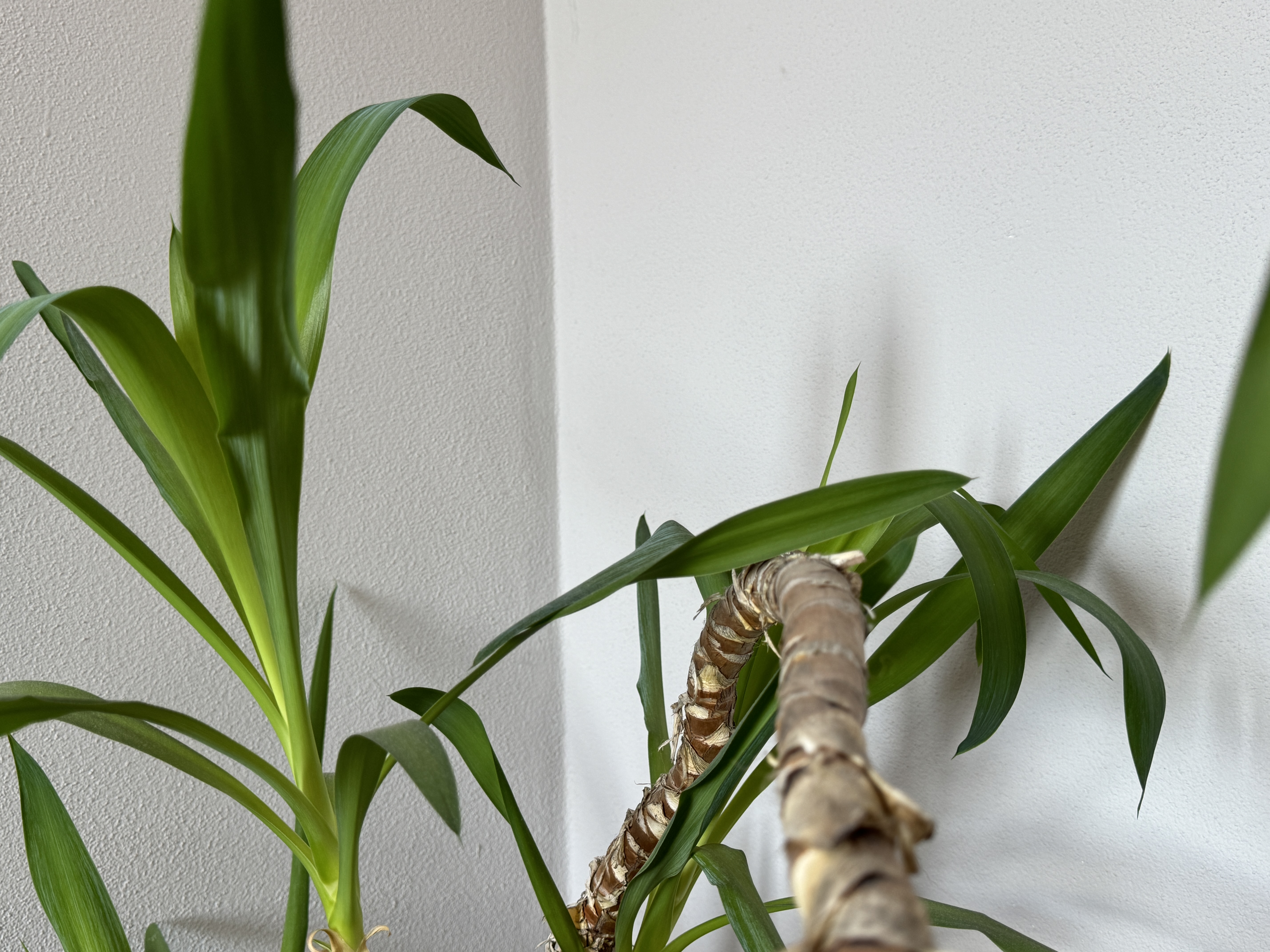 green leaves indoor plant