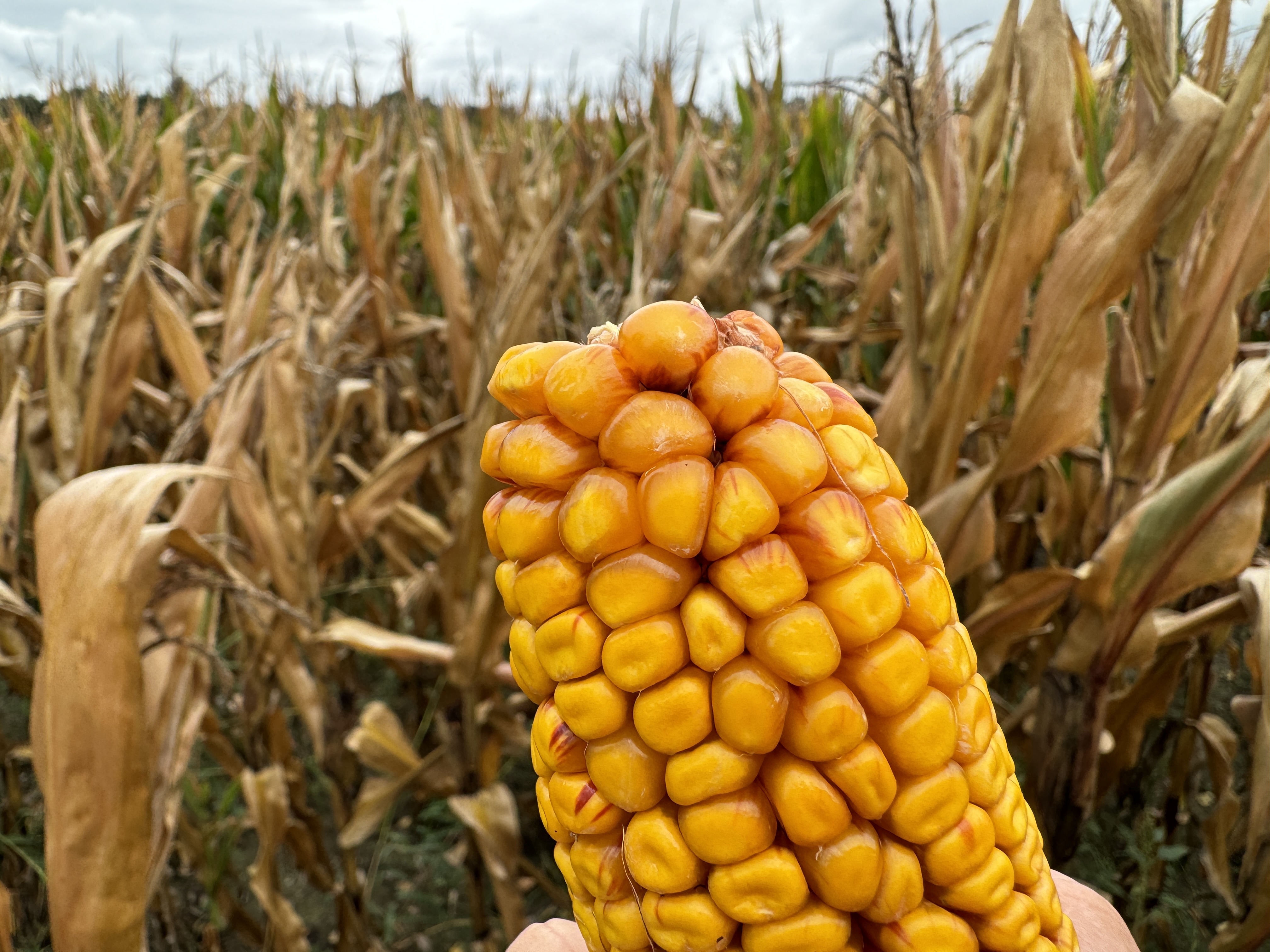 hand holding corn cob