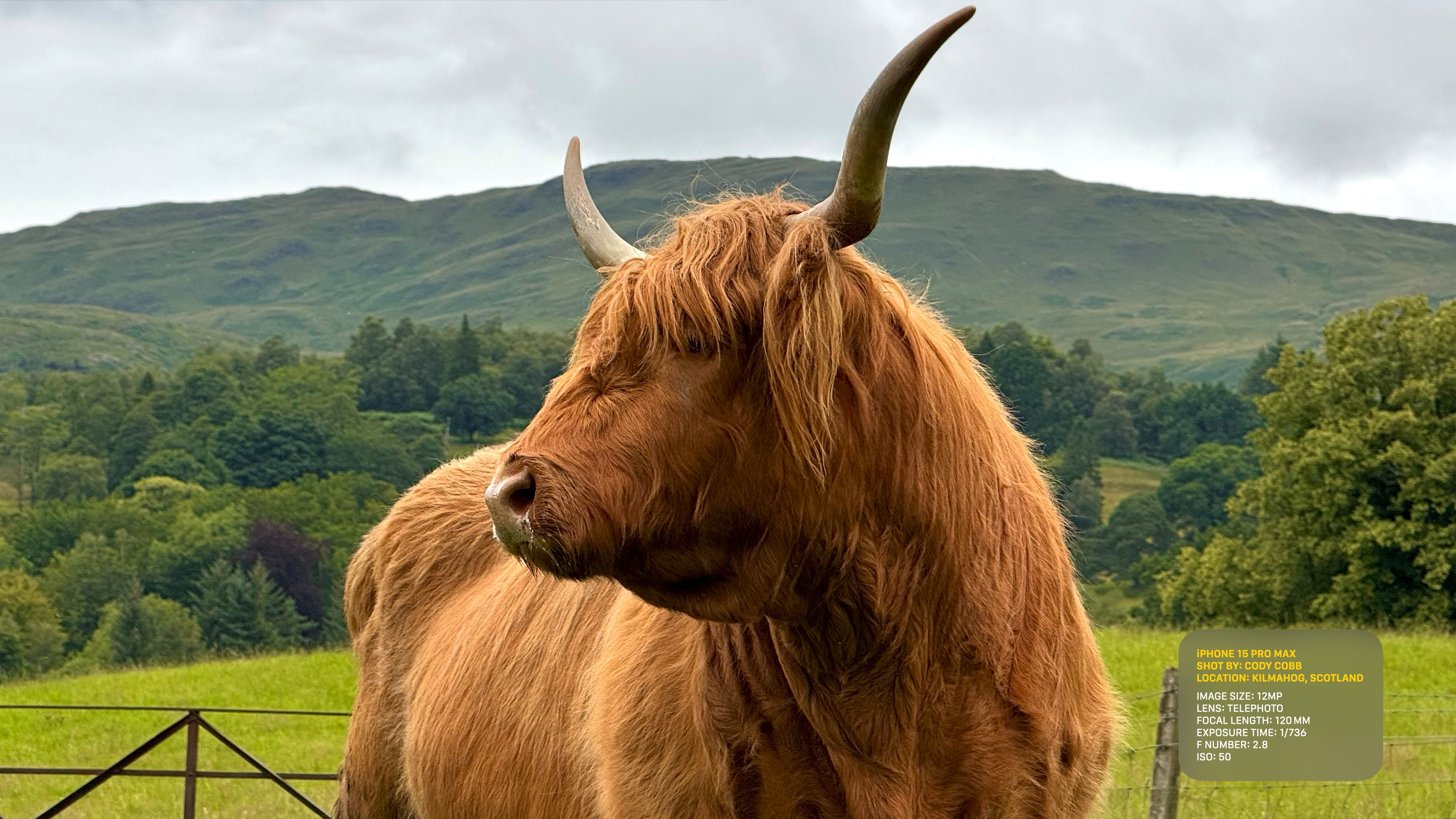 highland cow in field